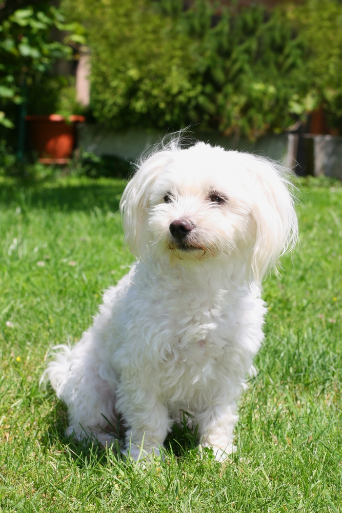 Maltese - Cani da grembo