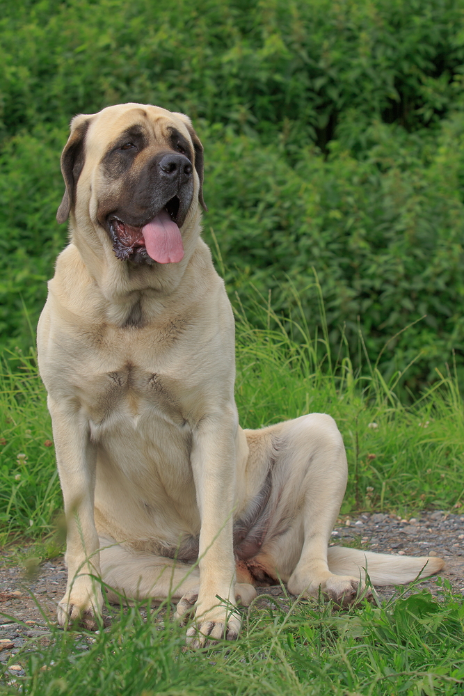 Mastiff - Cani da lavoro