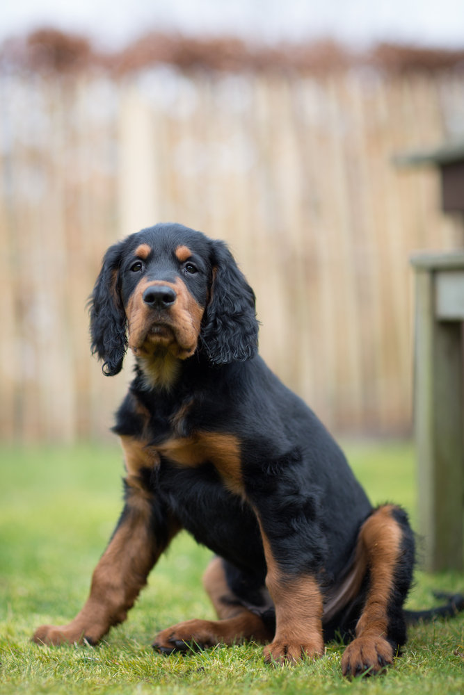 Setter Gordon - Cani da Caccia