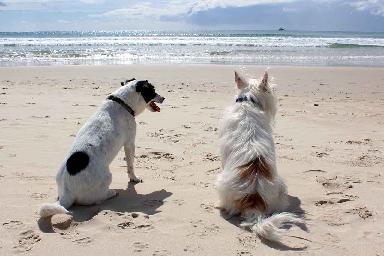 Come trasportare il proprio animale domestico