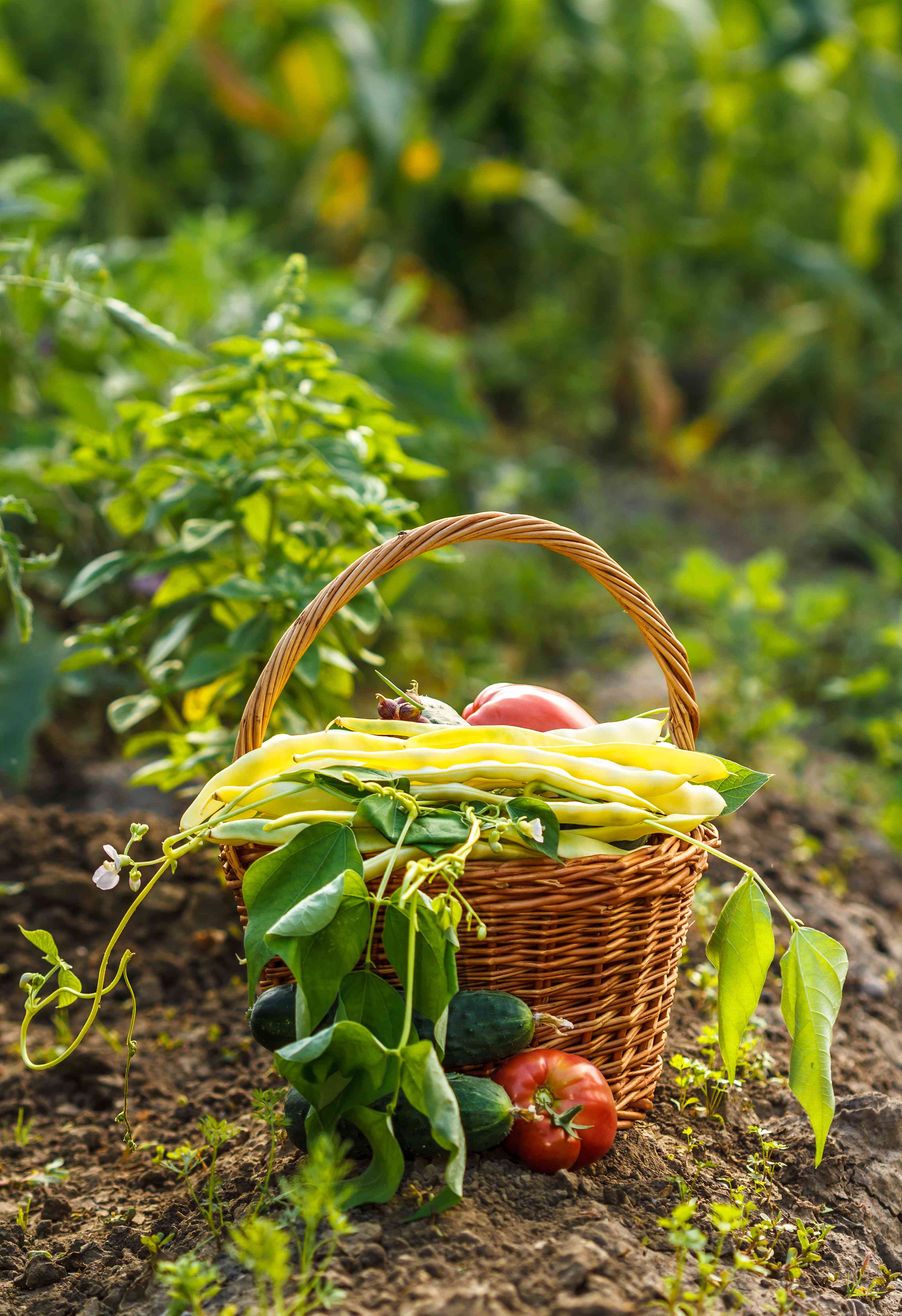 Come fare un orto biologico perfetto