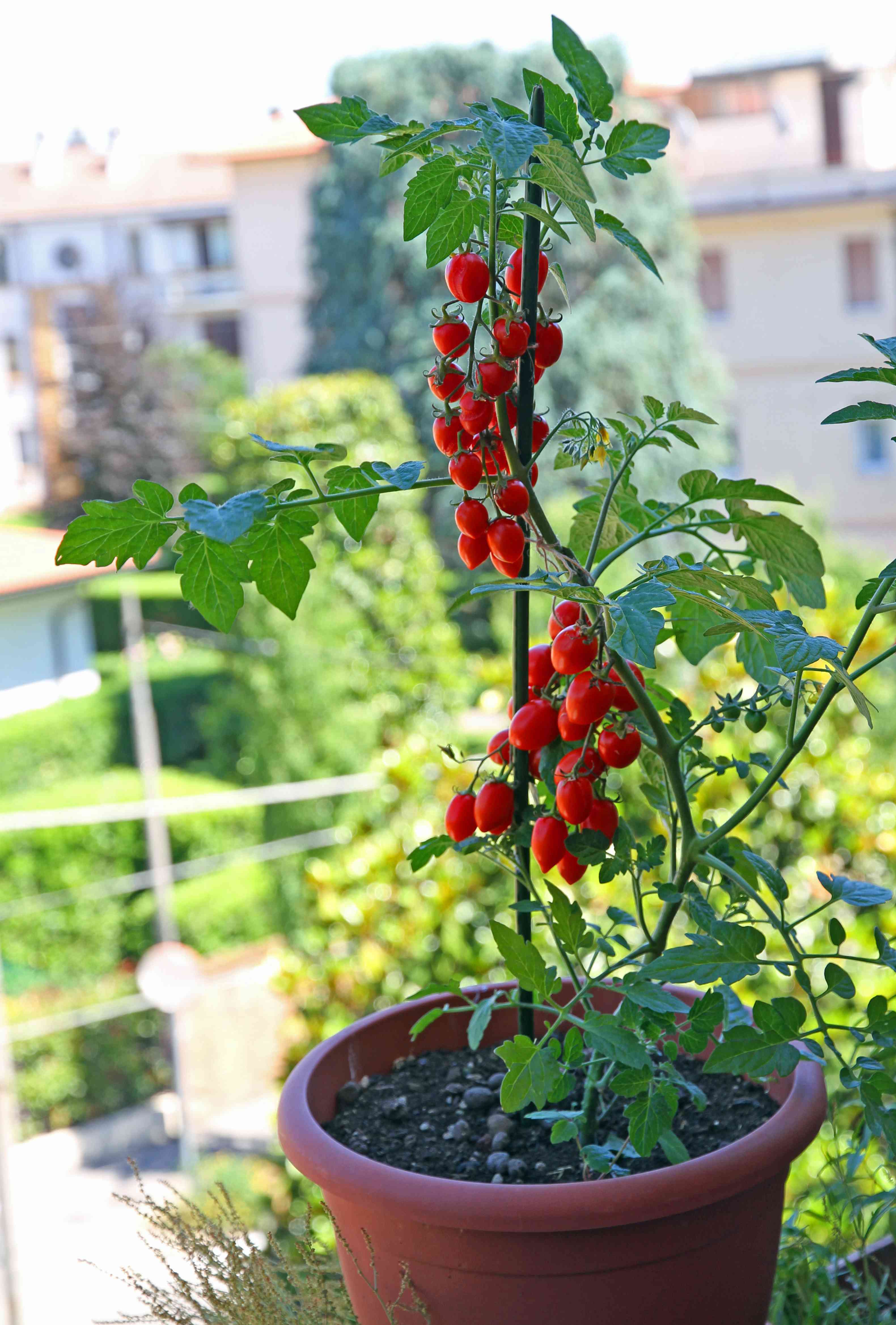 Come coltivare i pomodori: breve guida