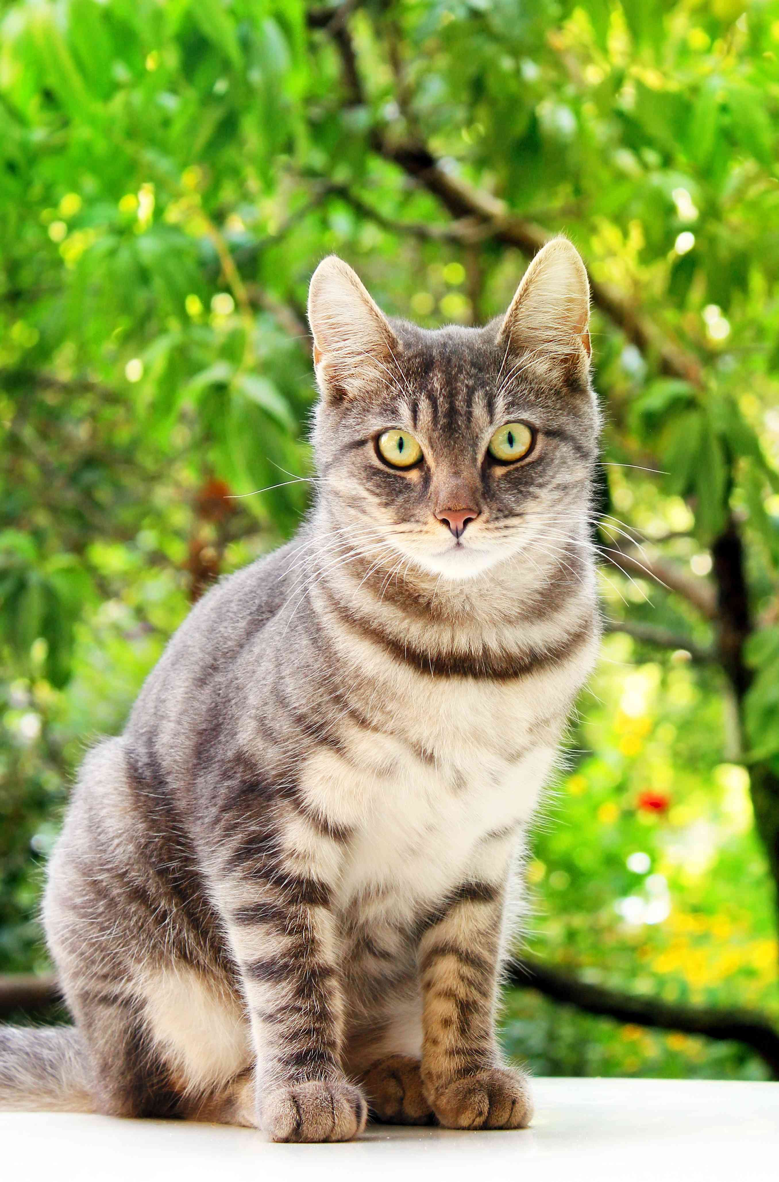 Il gatto soriano: carattere, comportamento e aspetto
