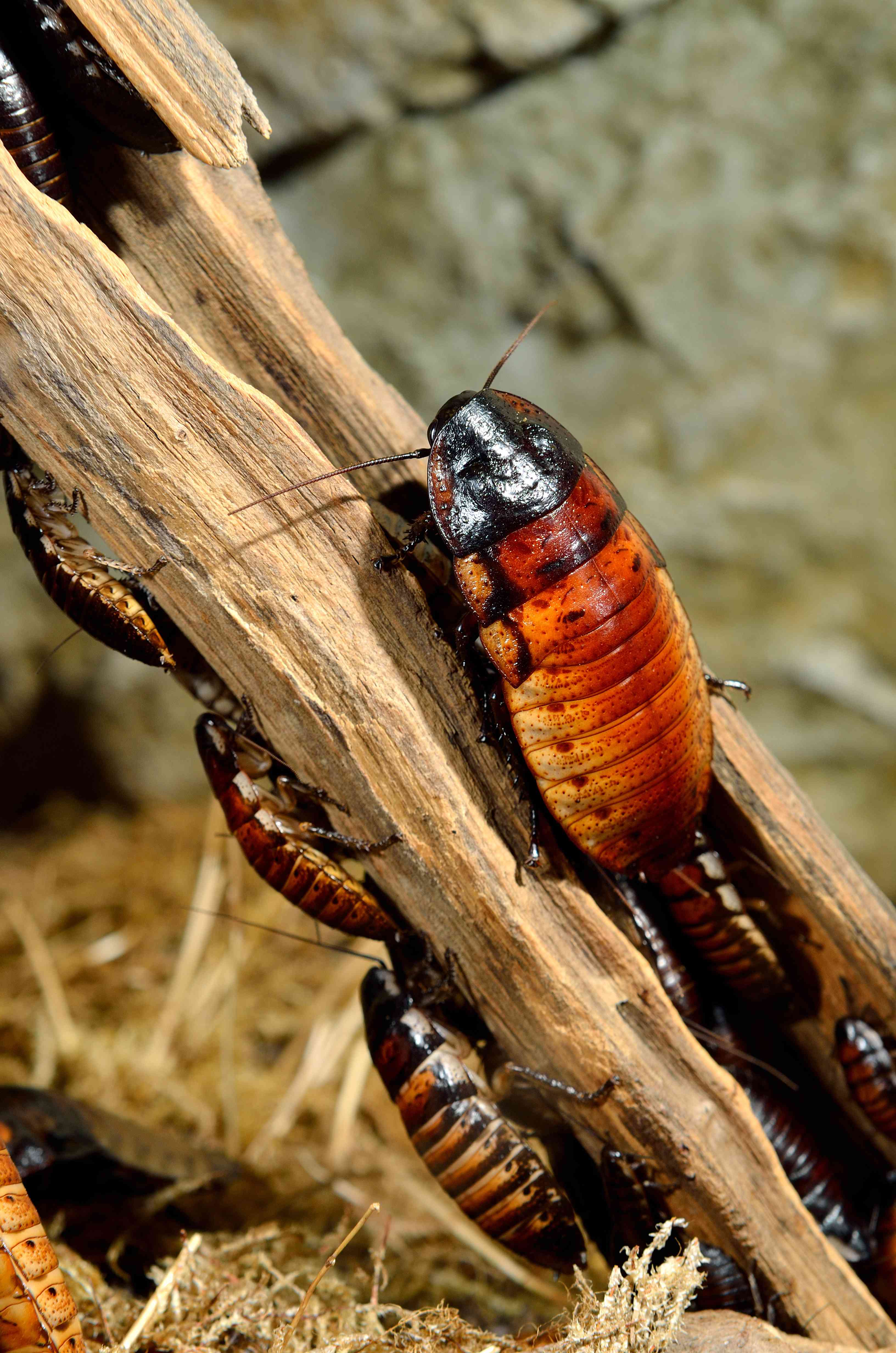 Sognare scarafaggi: cosa significa?