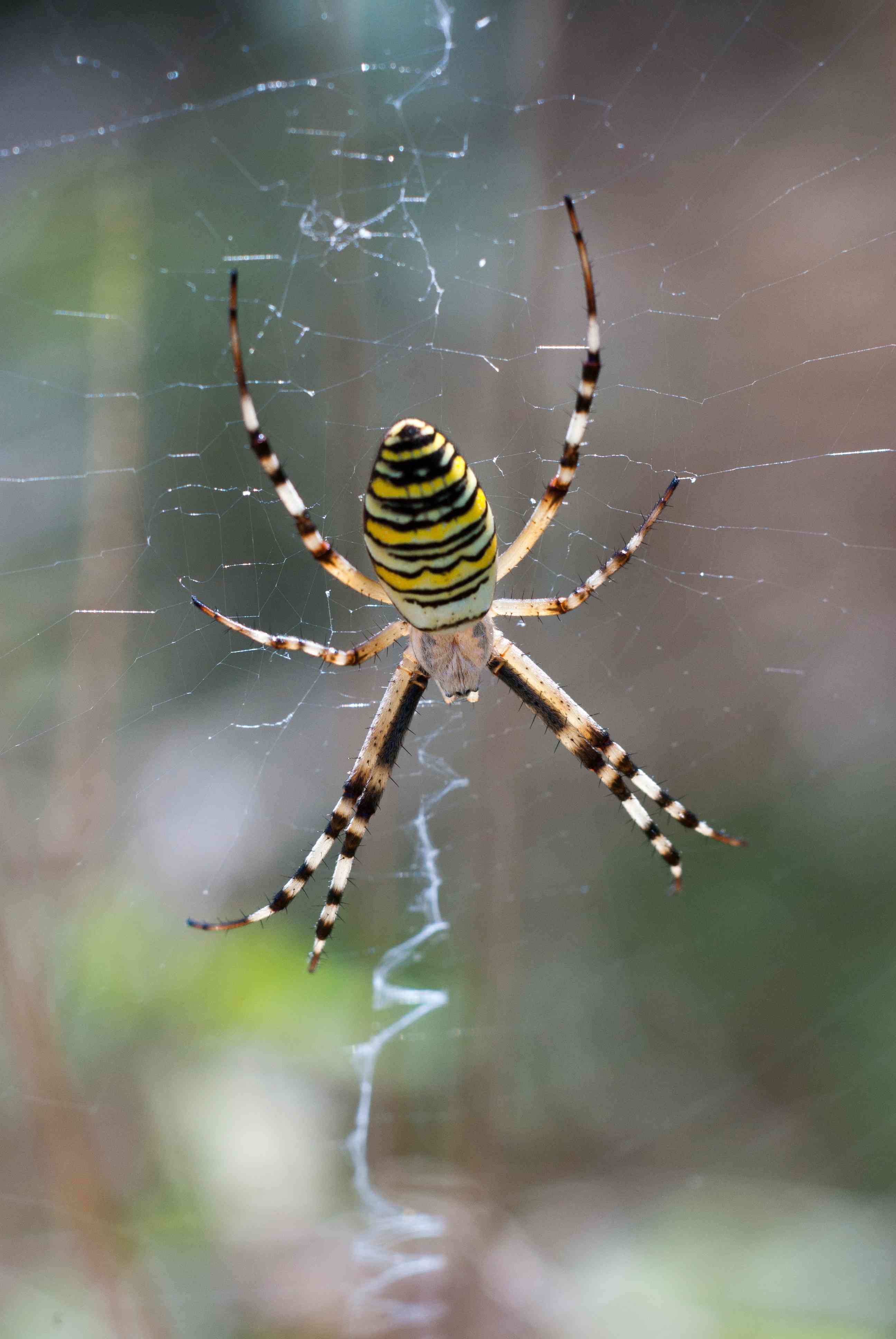 Sognare i ragni: ecco cosa significa