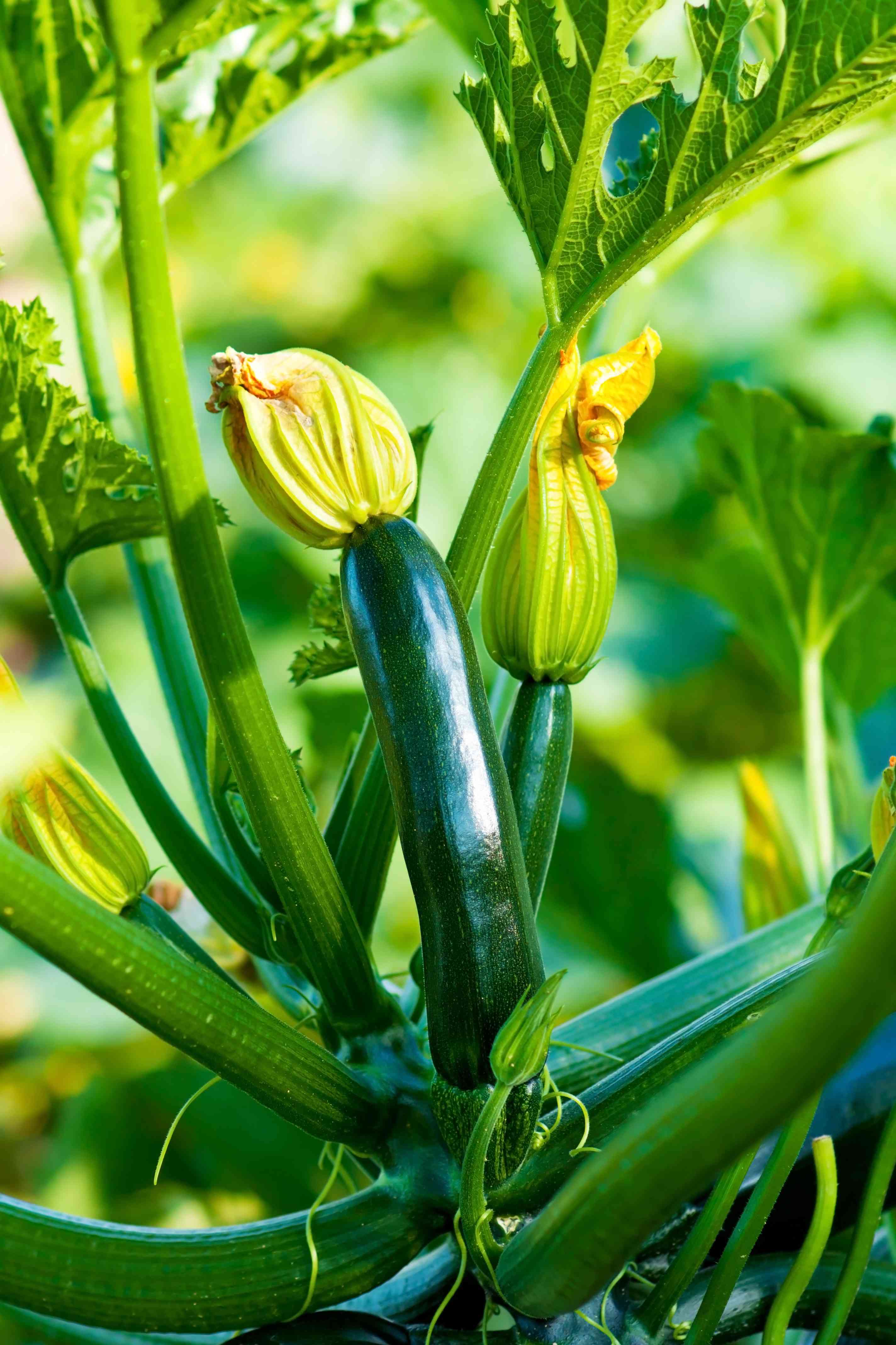 Come coltivare le zucchine