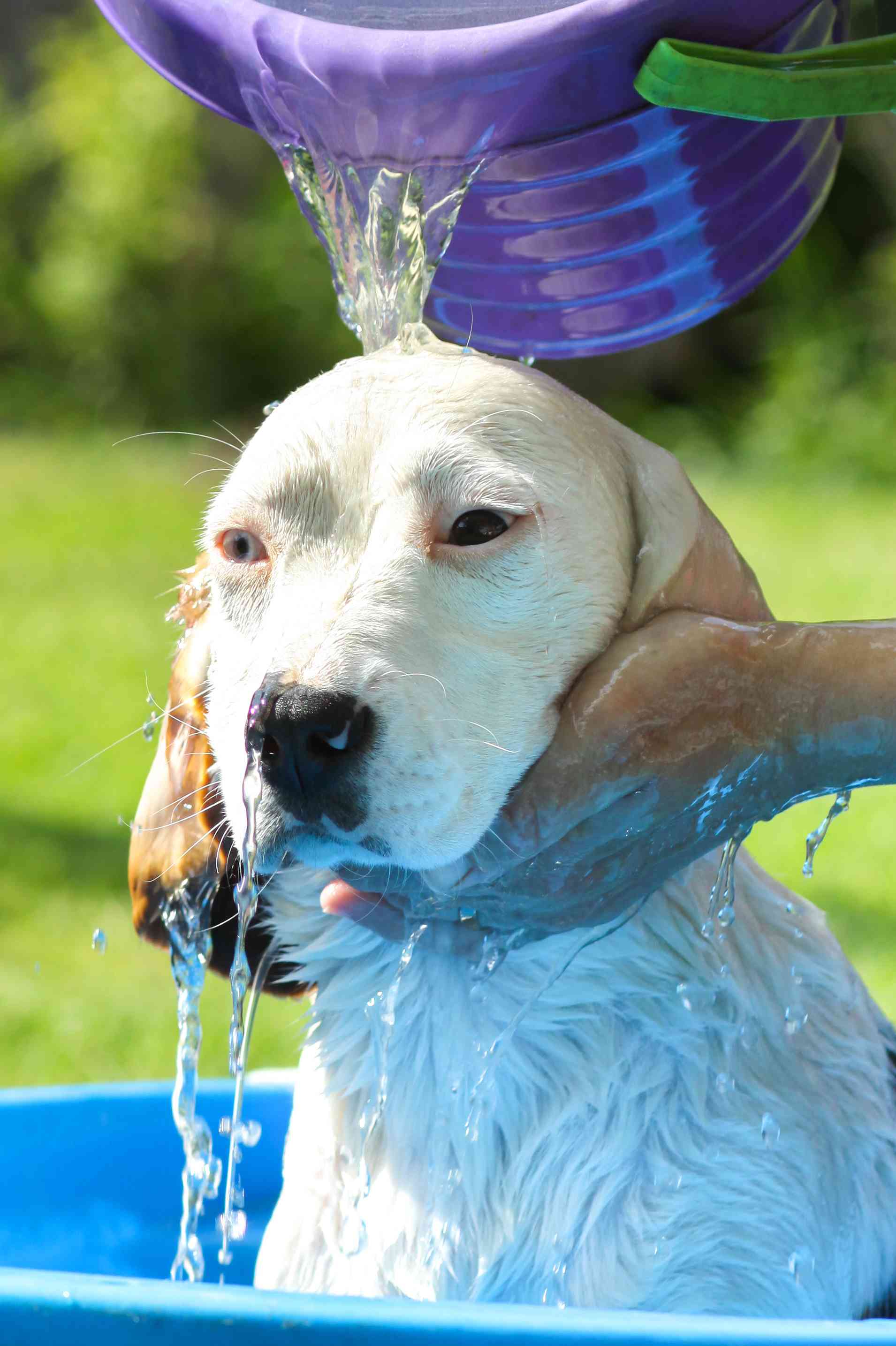 Come lavare il cane: consigli fai da te 