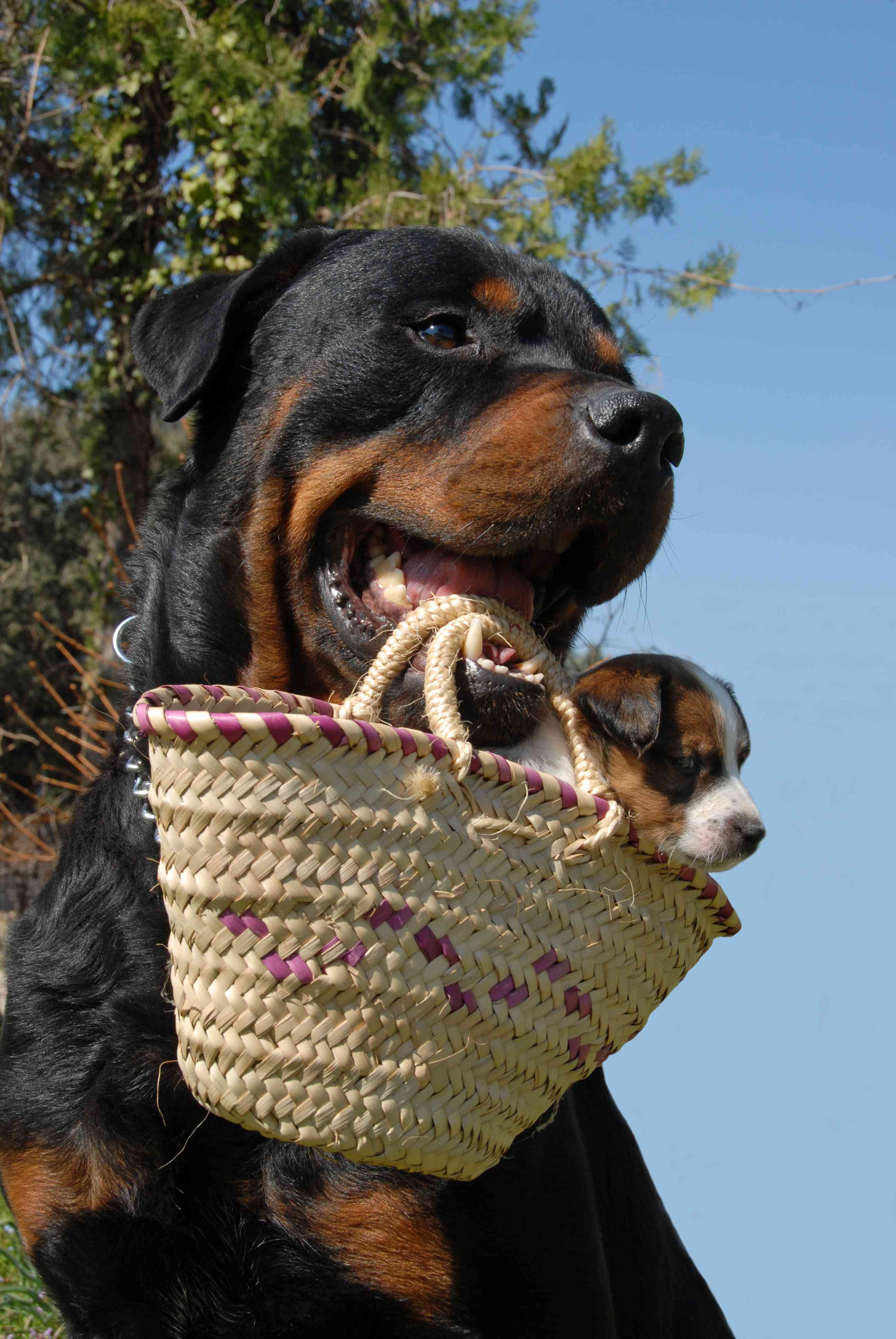 Gravidanza del cane: tutto quello che devi sapere