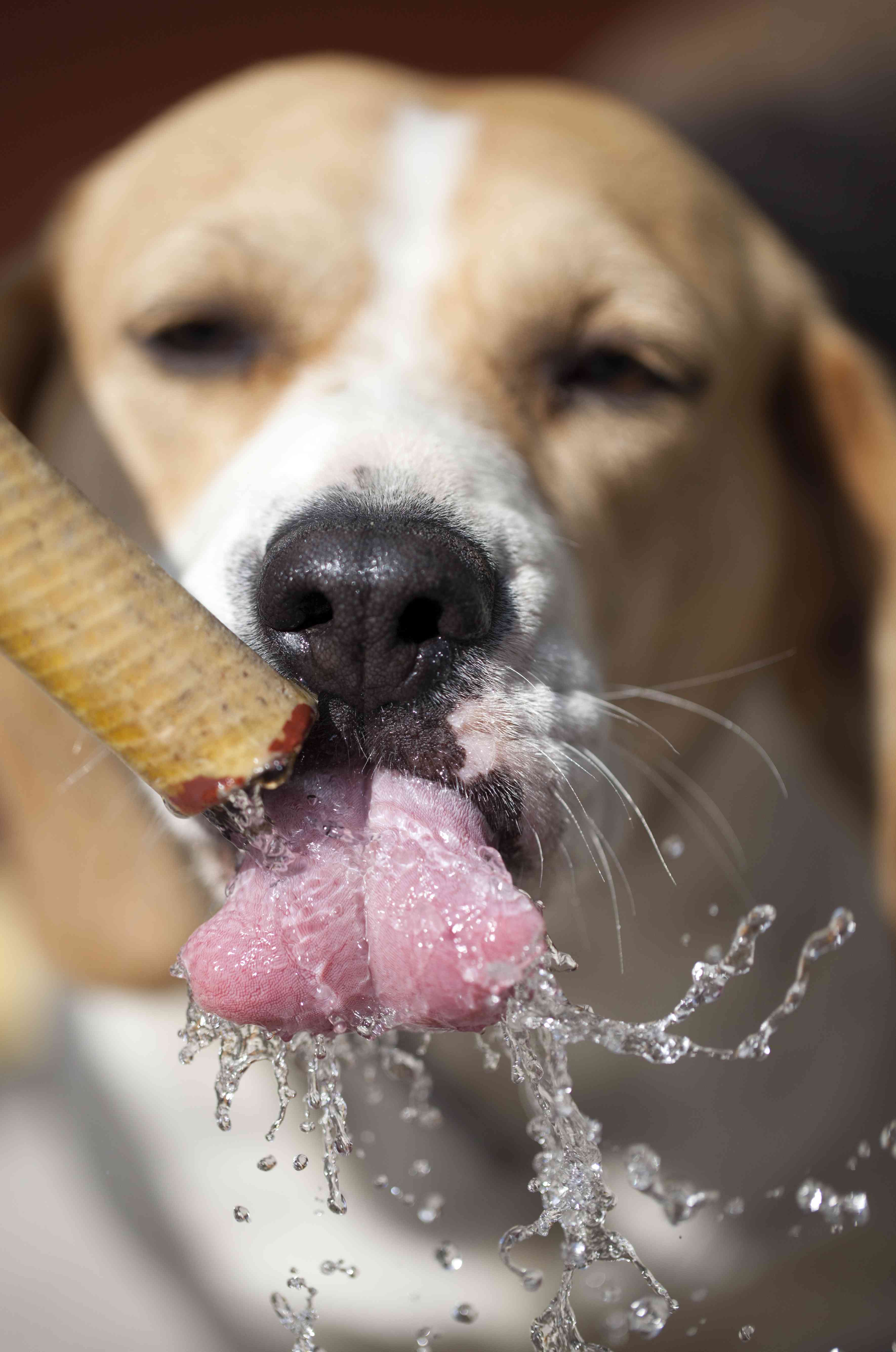 Colpo di calore nei cani: sintomi