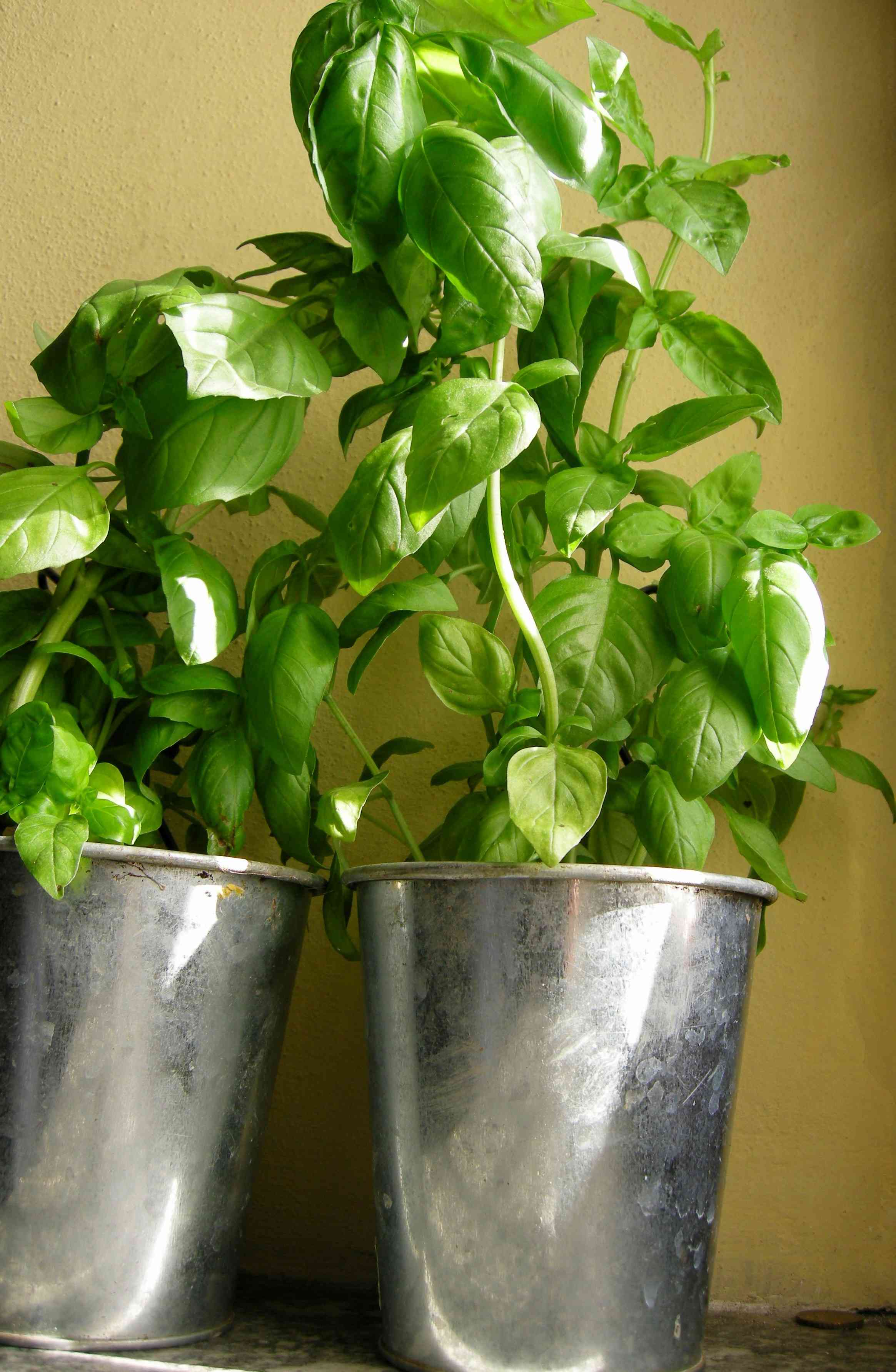 Come coltivare il basilico