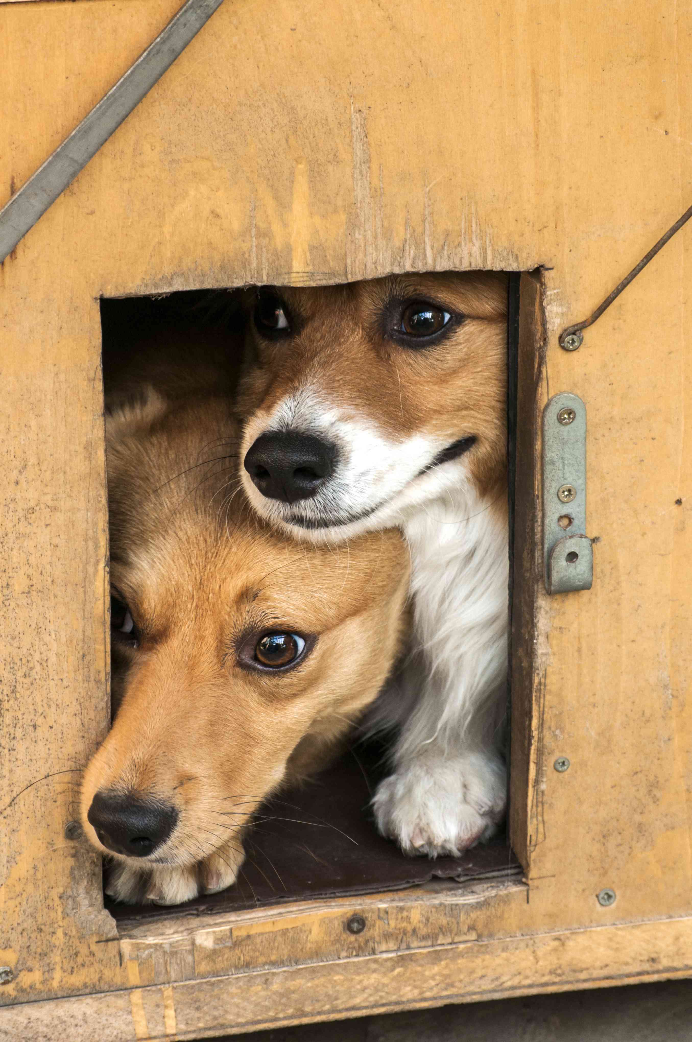 Zecche del cane: sintomi e rimedi