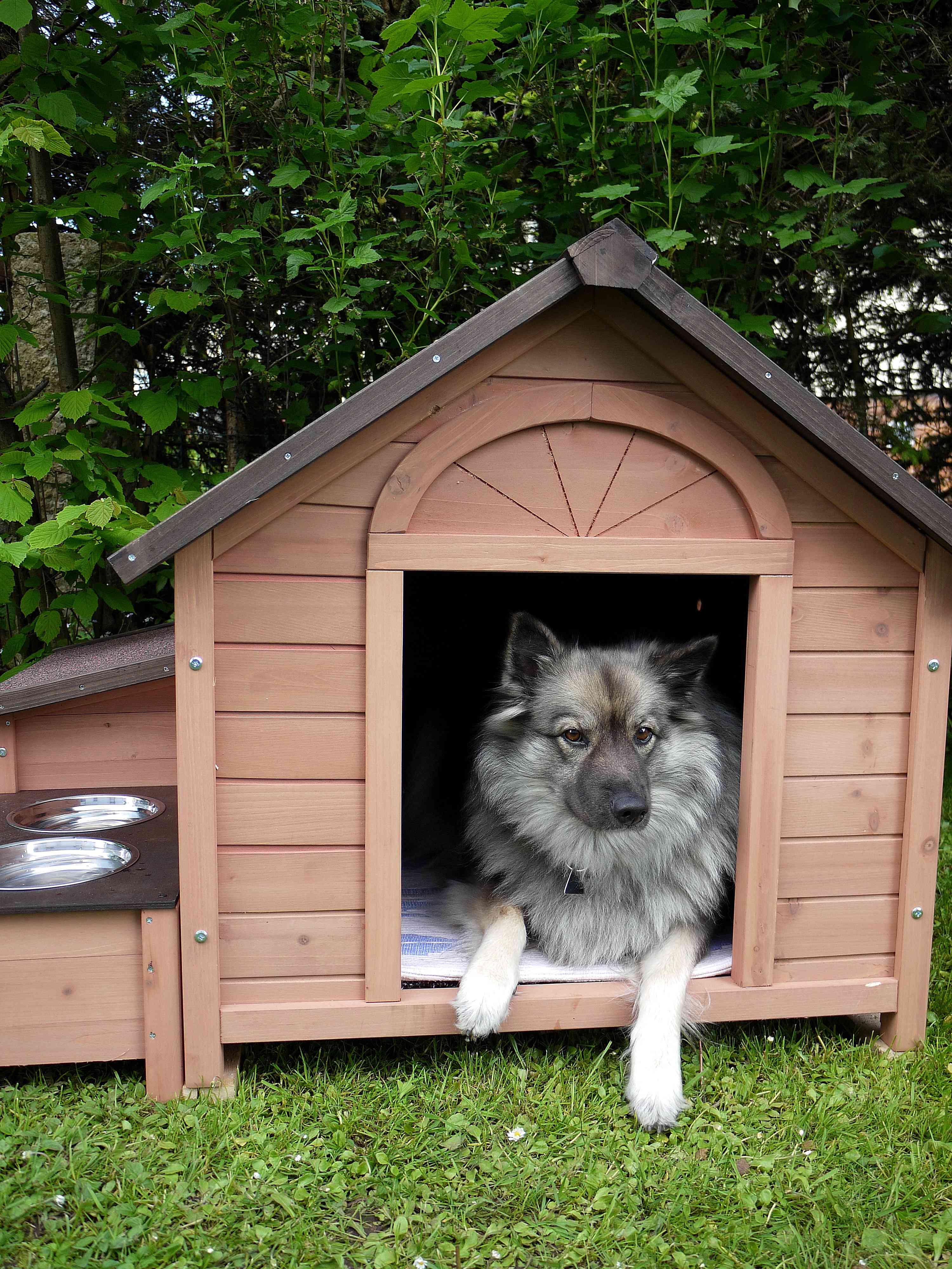Come costruire una cuccia per cani: consigli pratici e idee utili