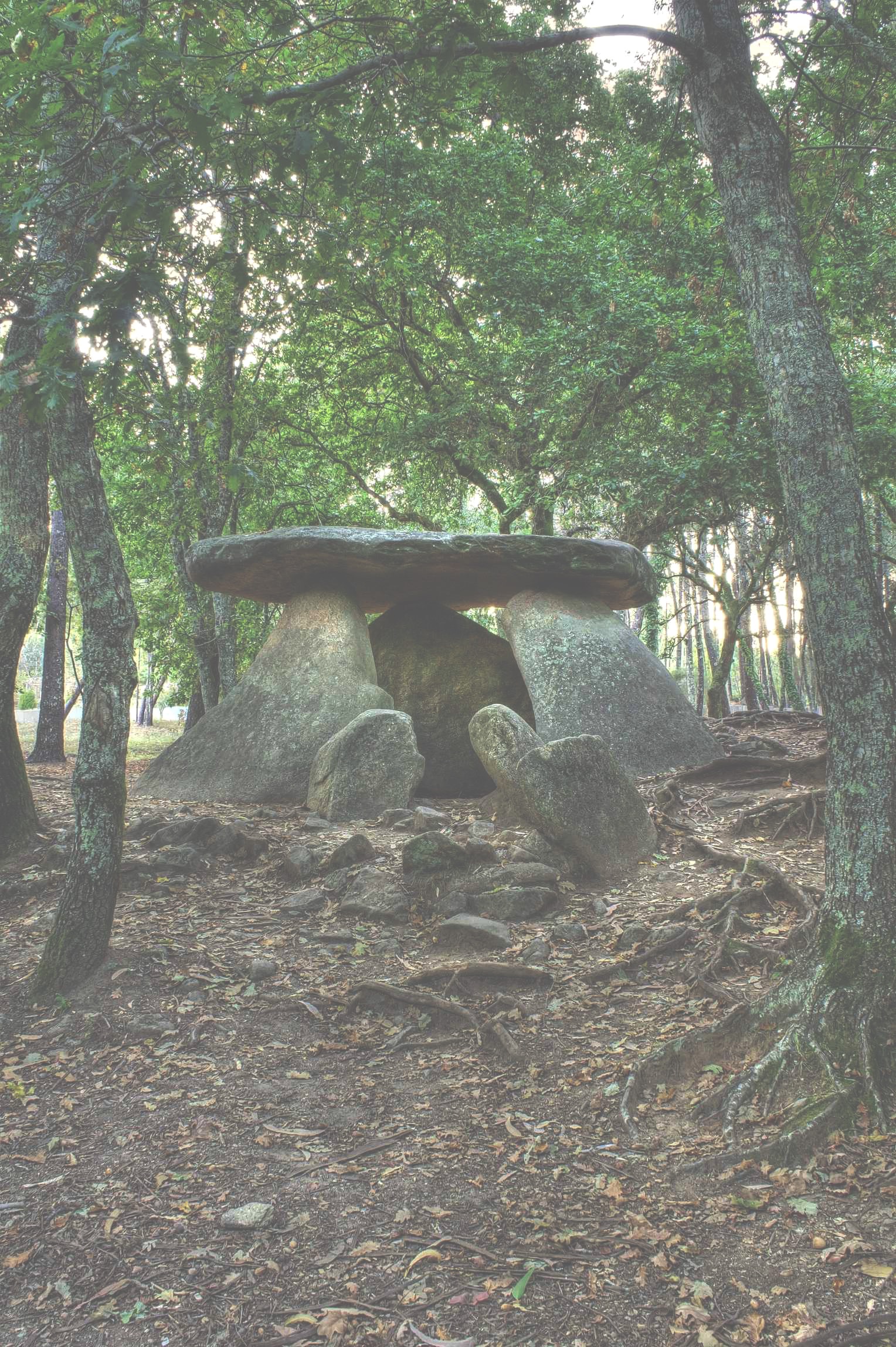 Oroscopo celtico: storia e curiosità