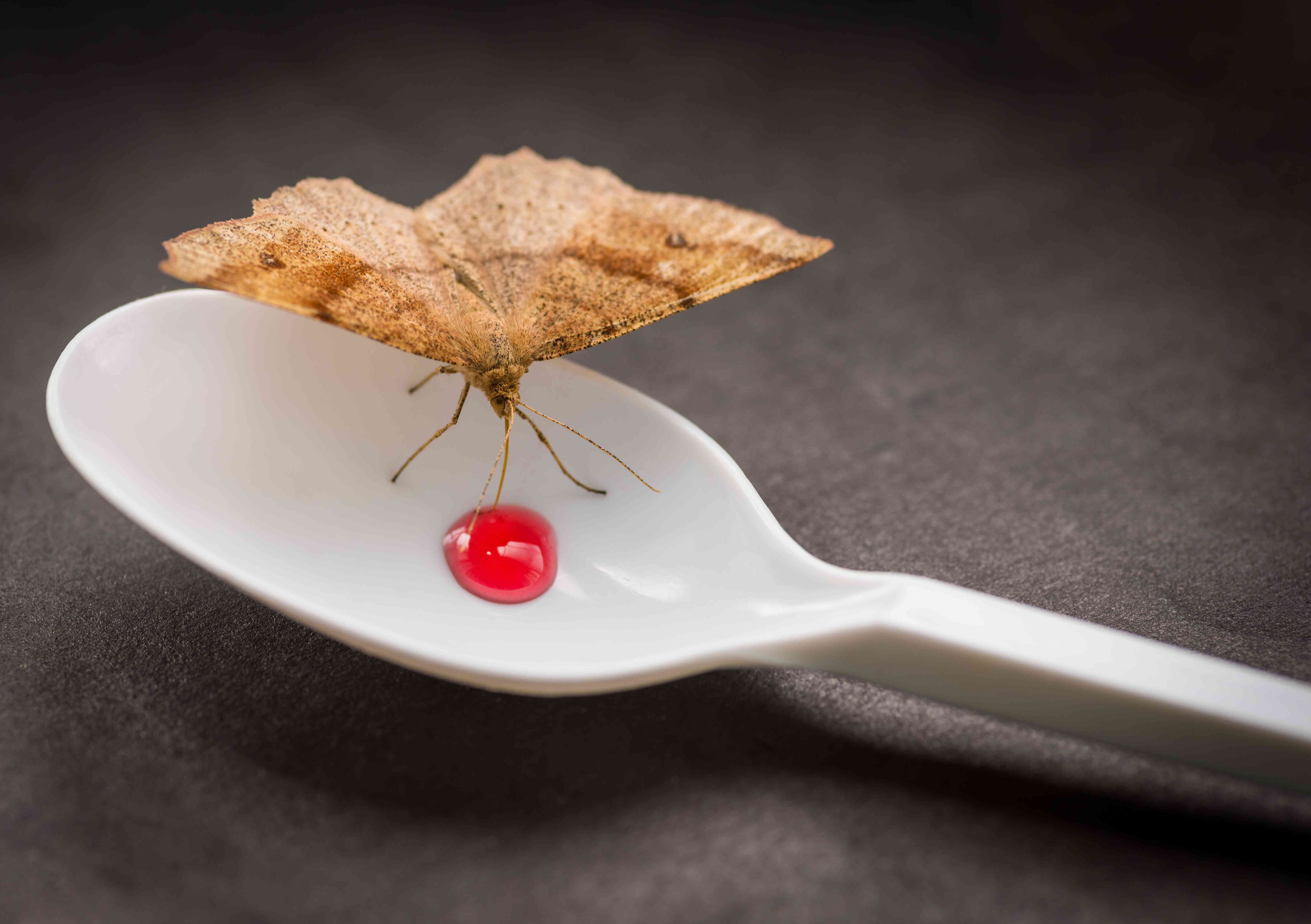 Combattere le farfalline (o tarme) del cibo