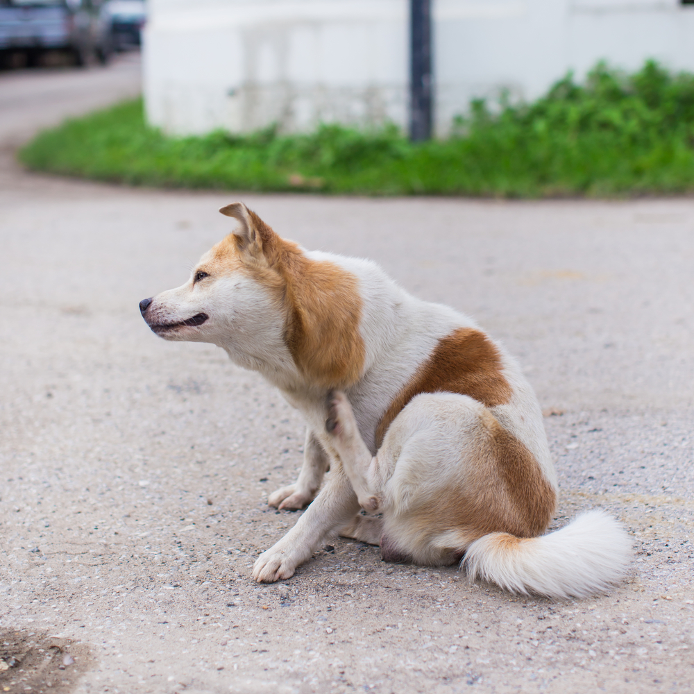 Come eliminare le pulci al cane