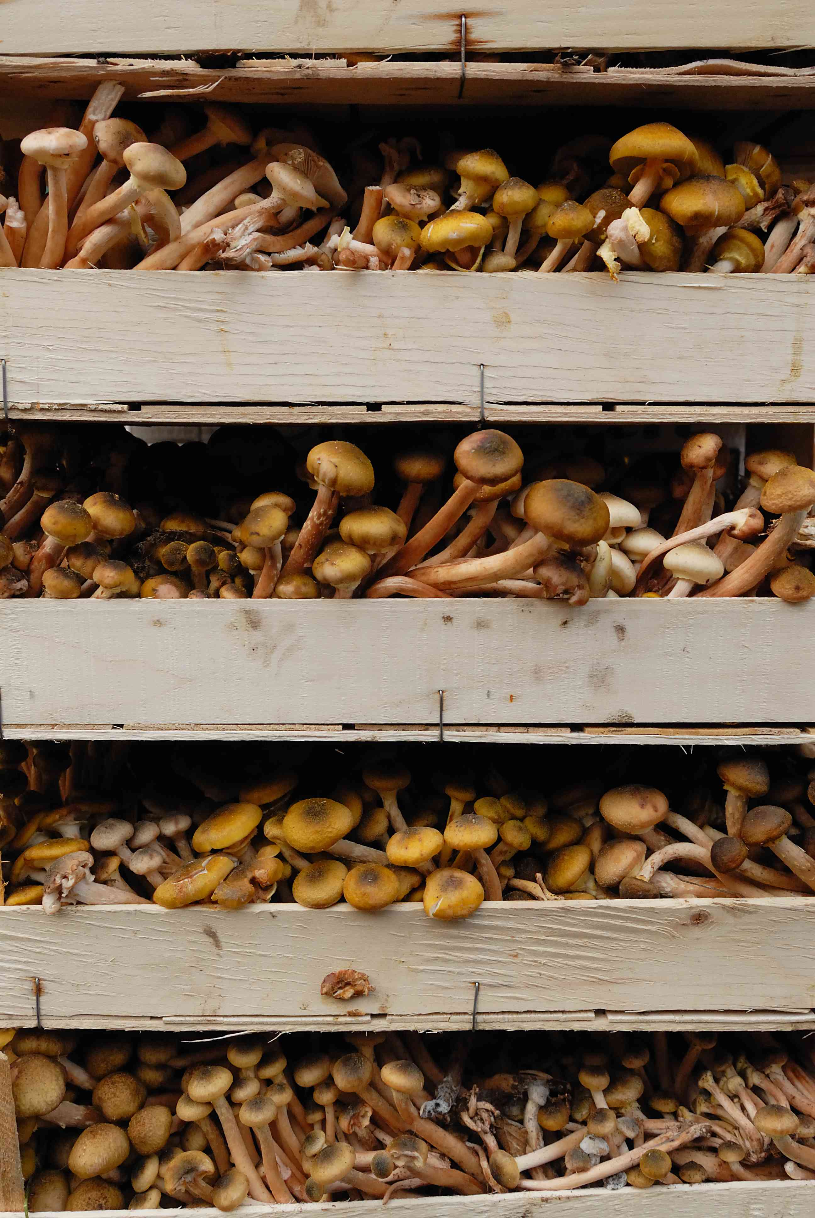 Come coltivare i funghi in casa