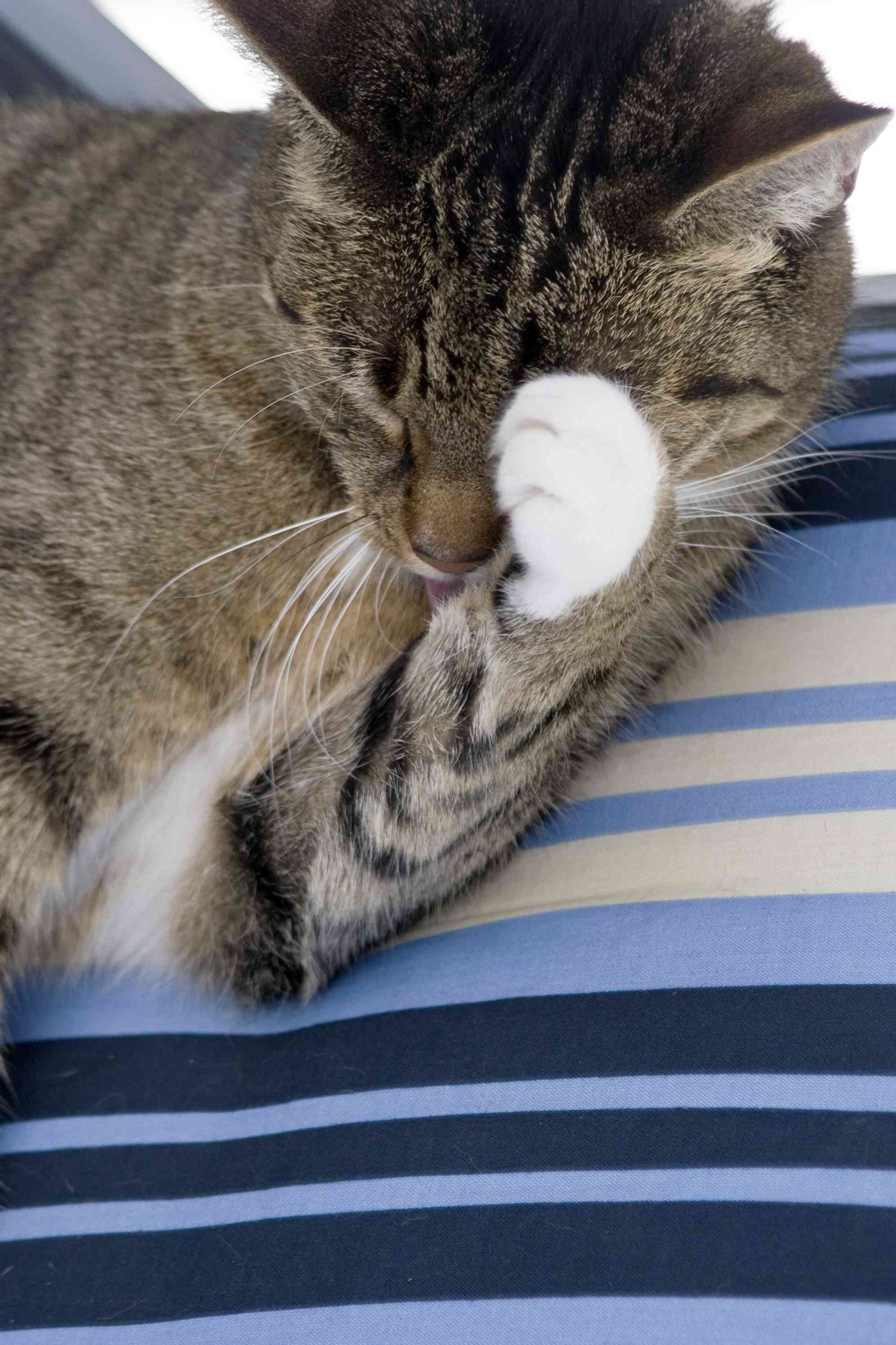 Come pulire gli occhi ai gattini