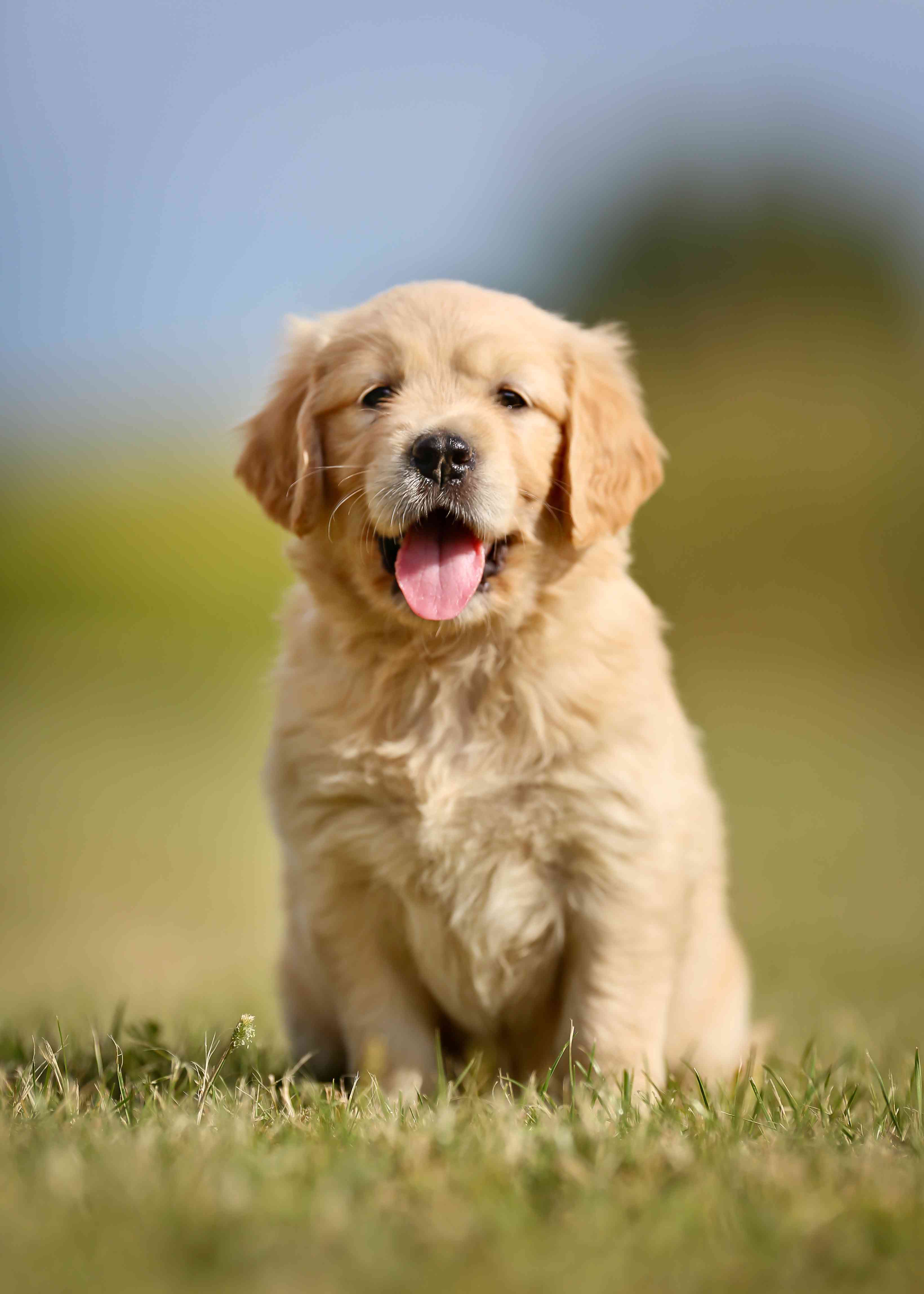 Scegliere un cane: consigli utili