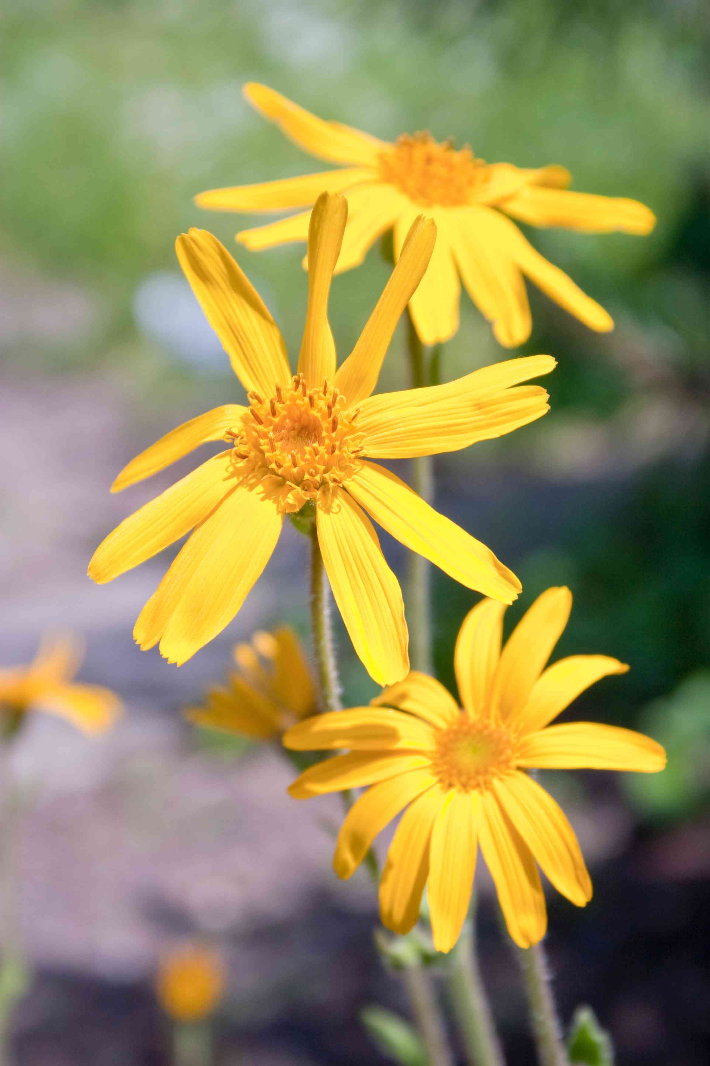 Arnica: proprietà e benefici