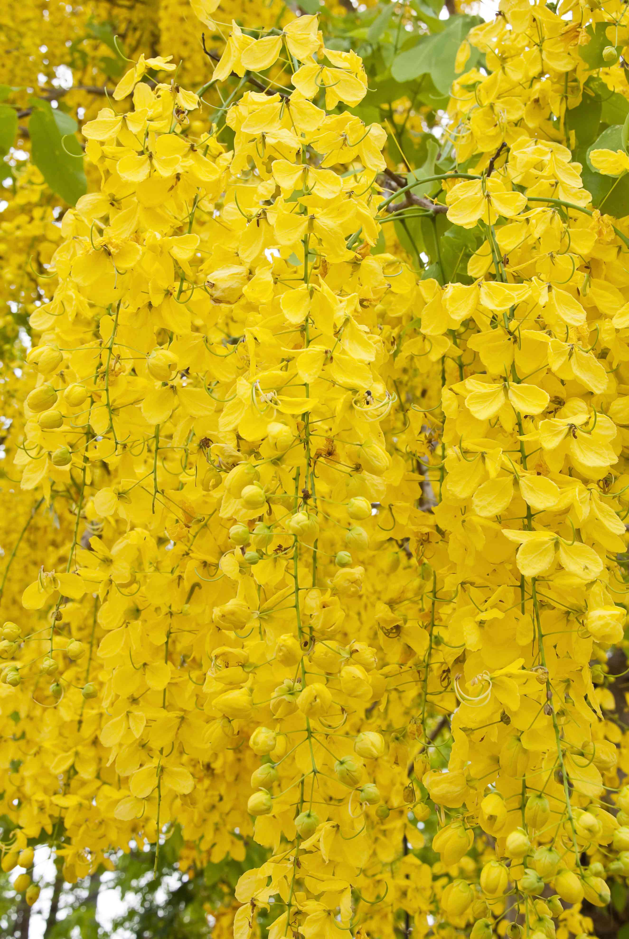 Cassia: proprietà curative