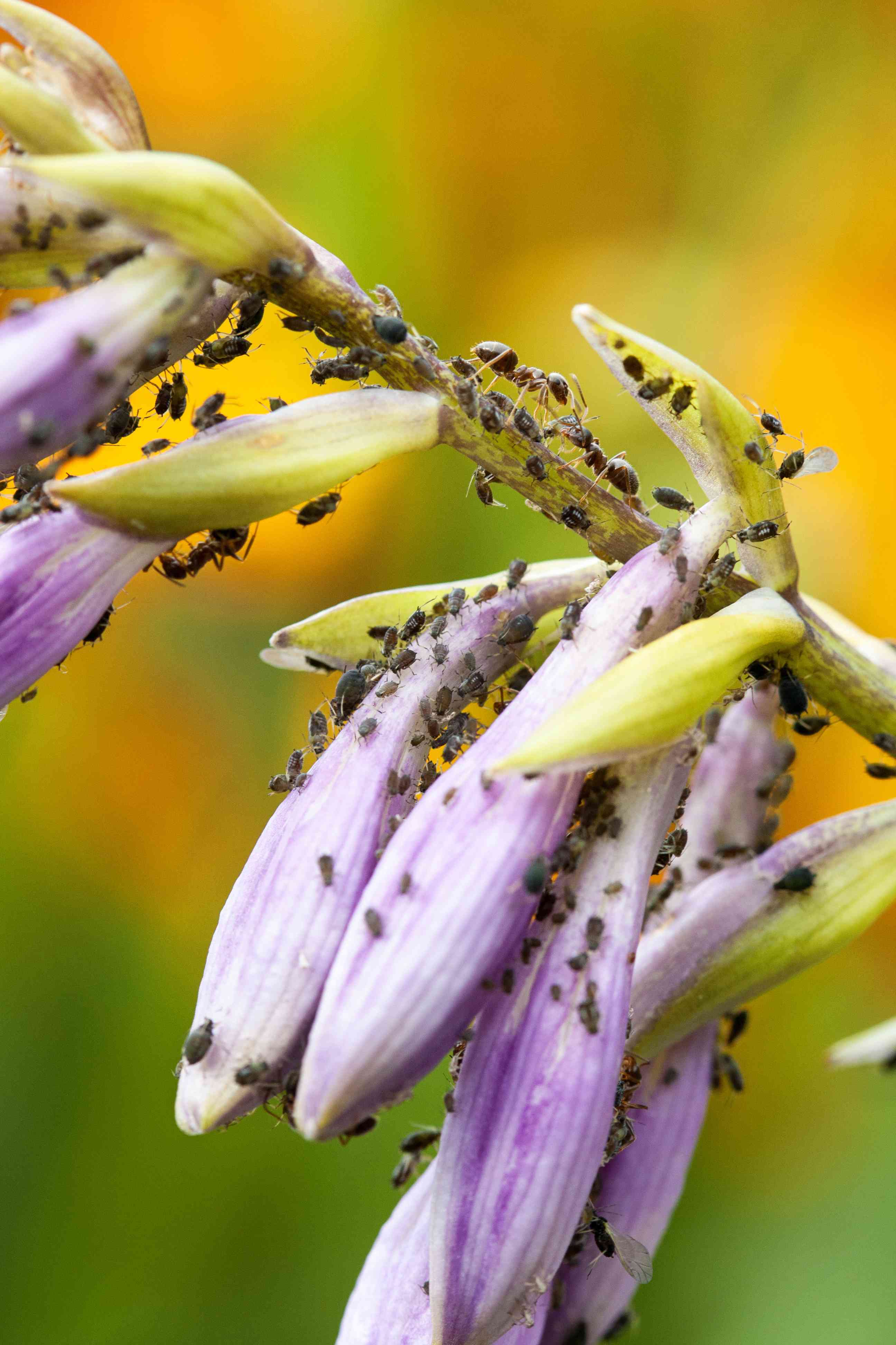 Sognare i pidocchi: interpretazioni