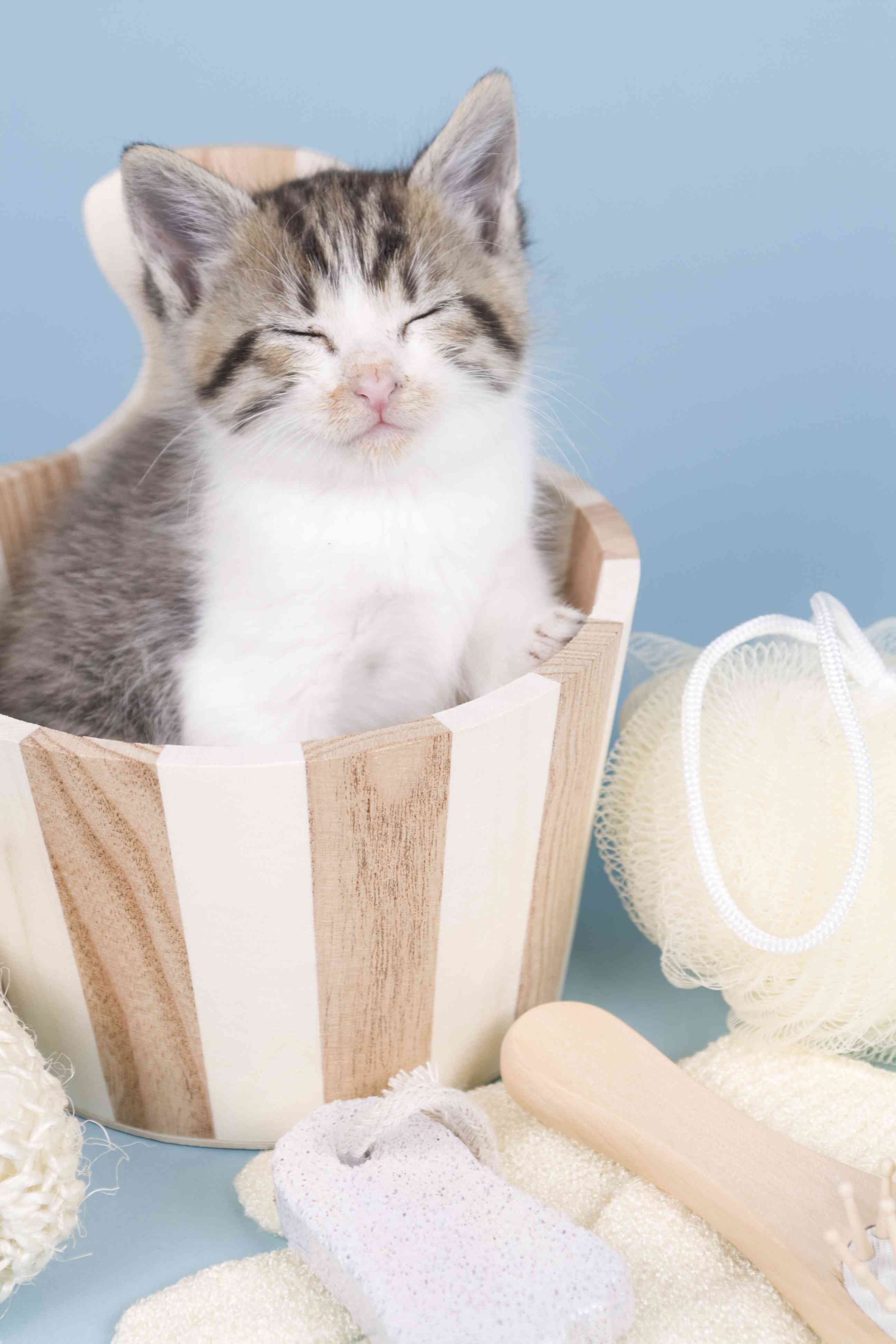 Come lavare il gatto in casa in modo corretto