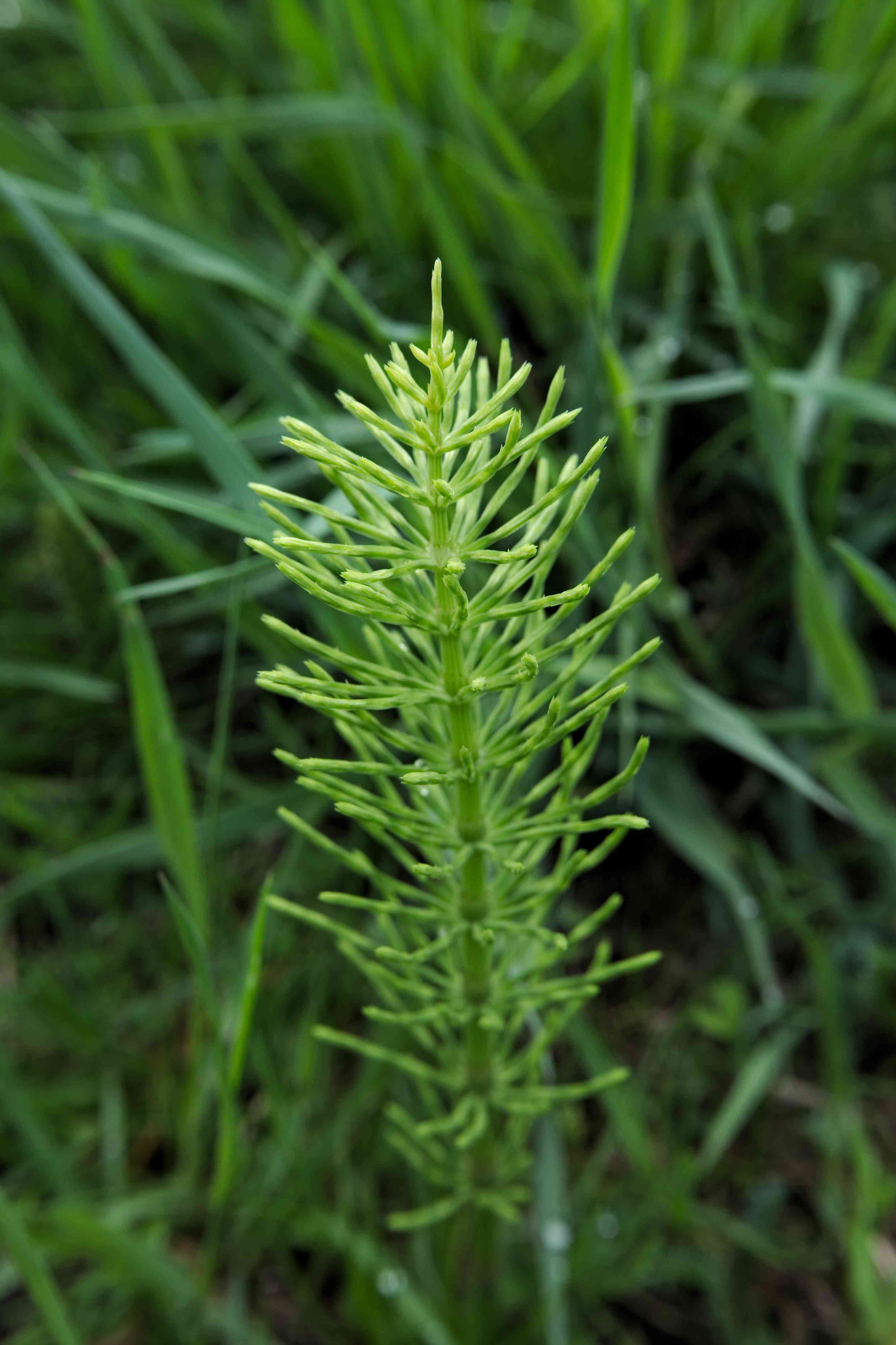 Equiseto: proprietà e controindicazioni