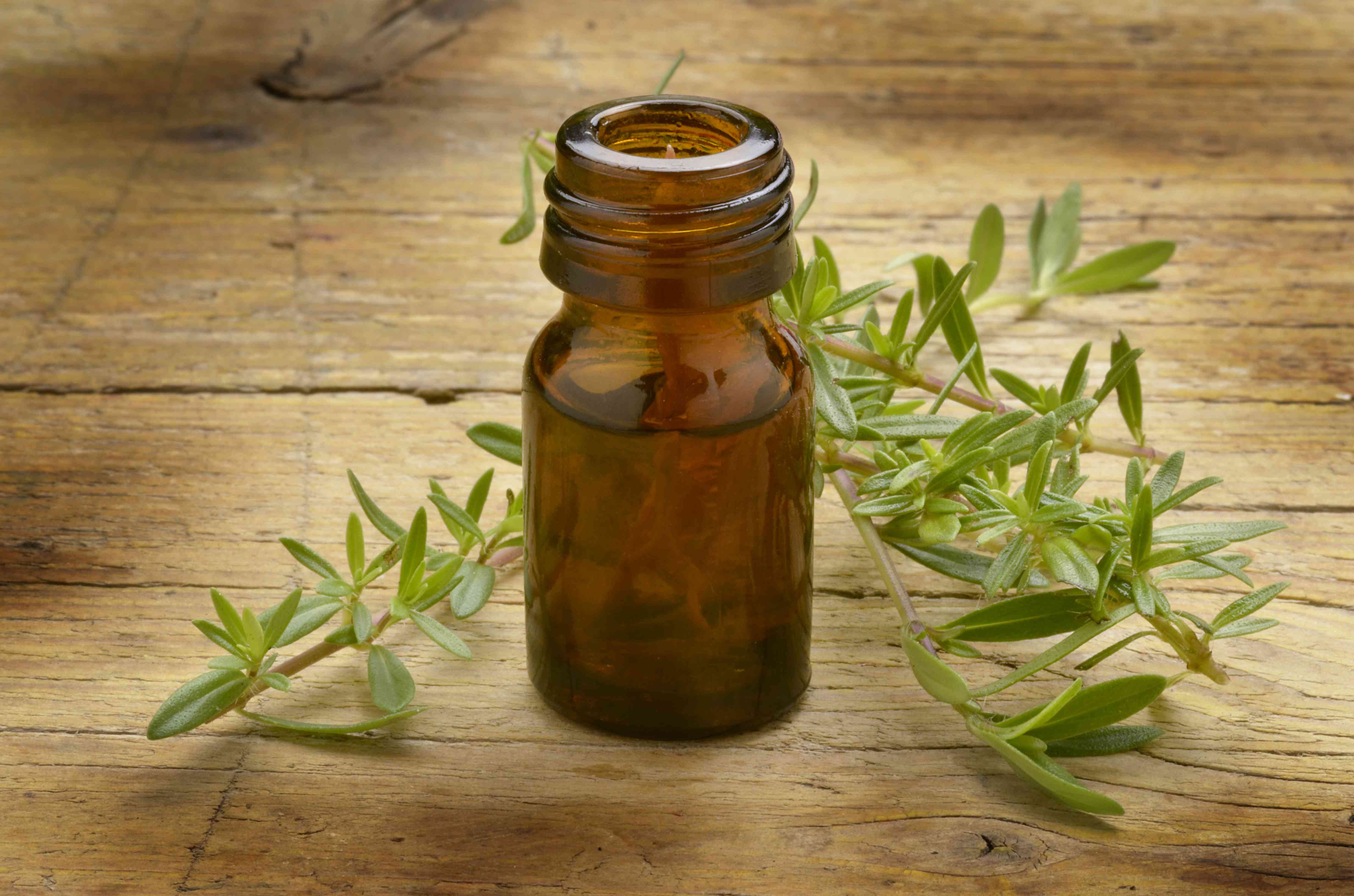 Santoreggia: proprietà e usi in cucina