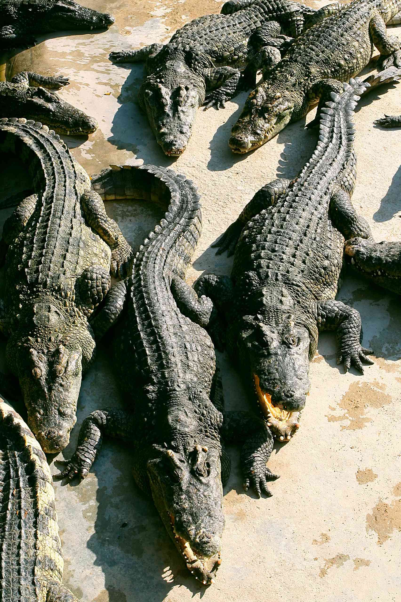 Sognare dei coccodrilli: significato e interpretazioni