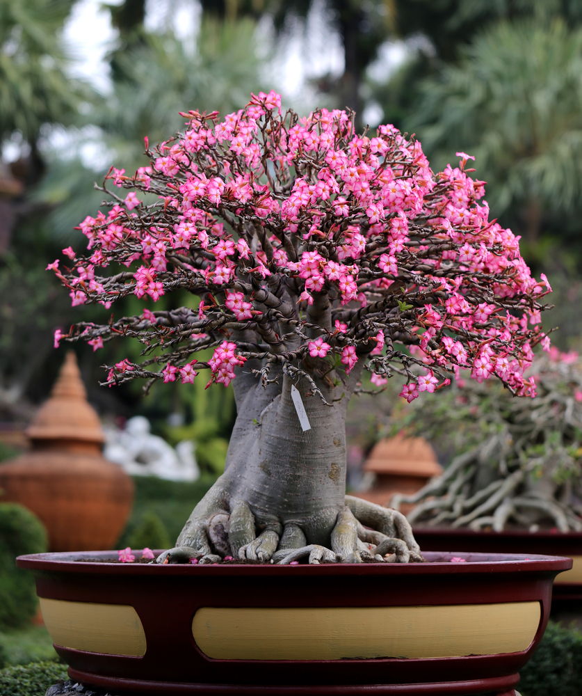 Come coltivare i bonsai