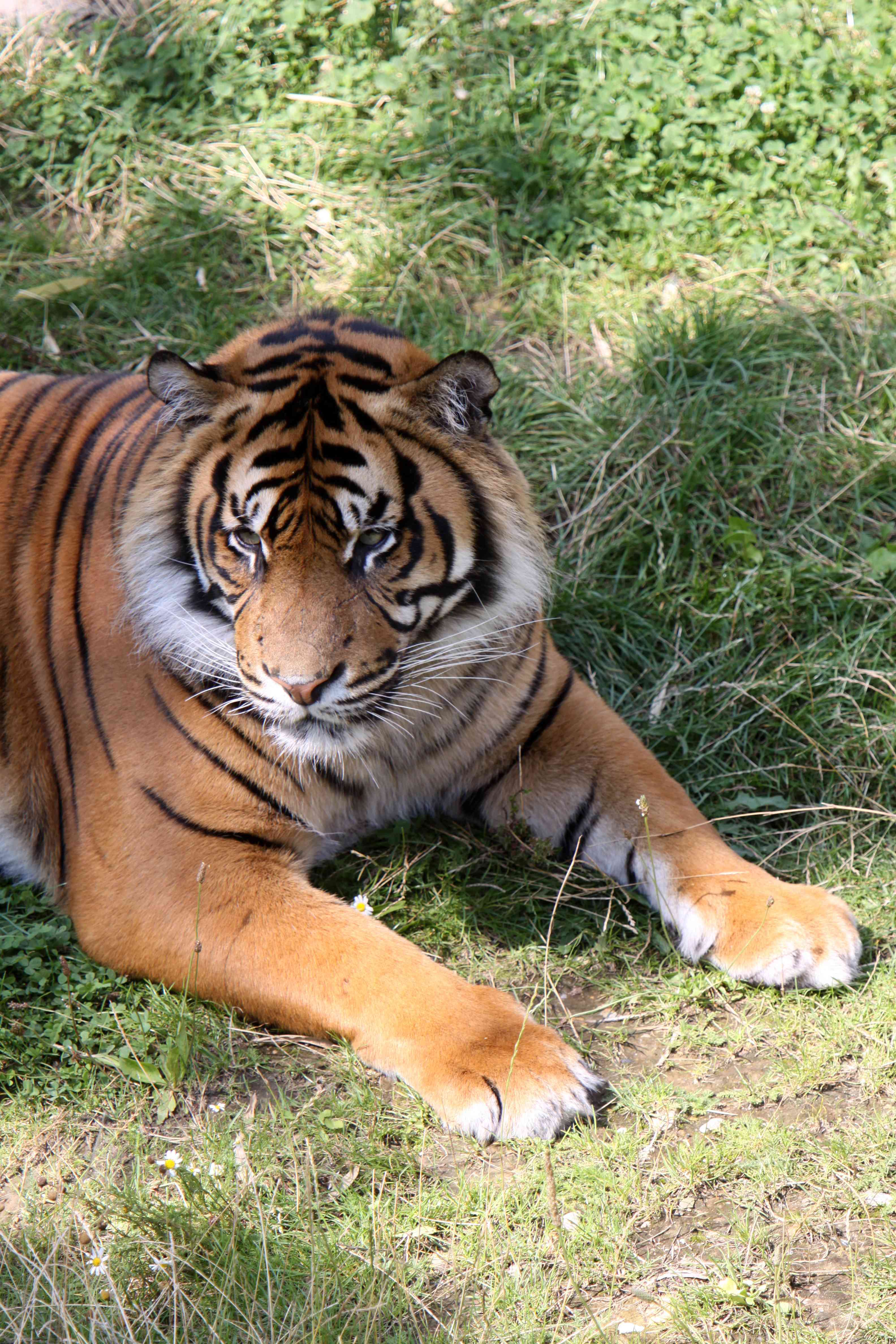 Cosa vuol dire sognare una tigre?