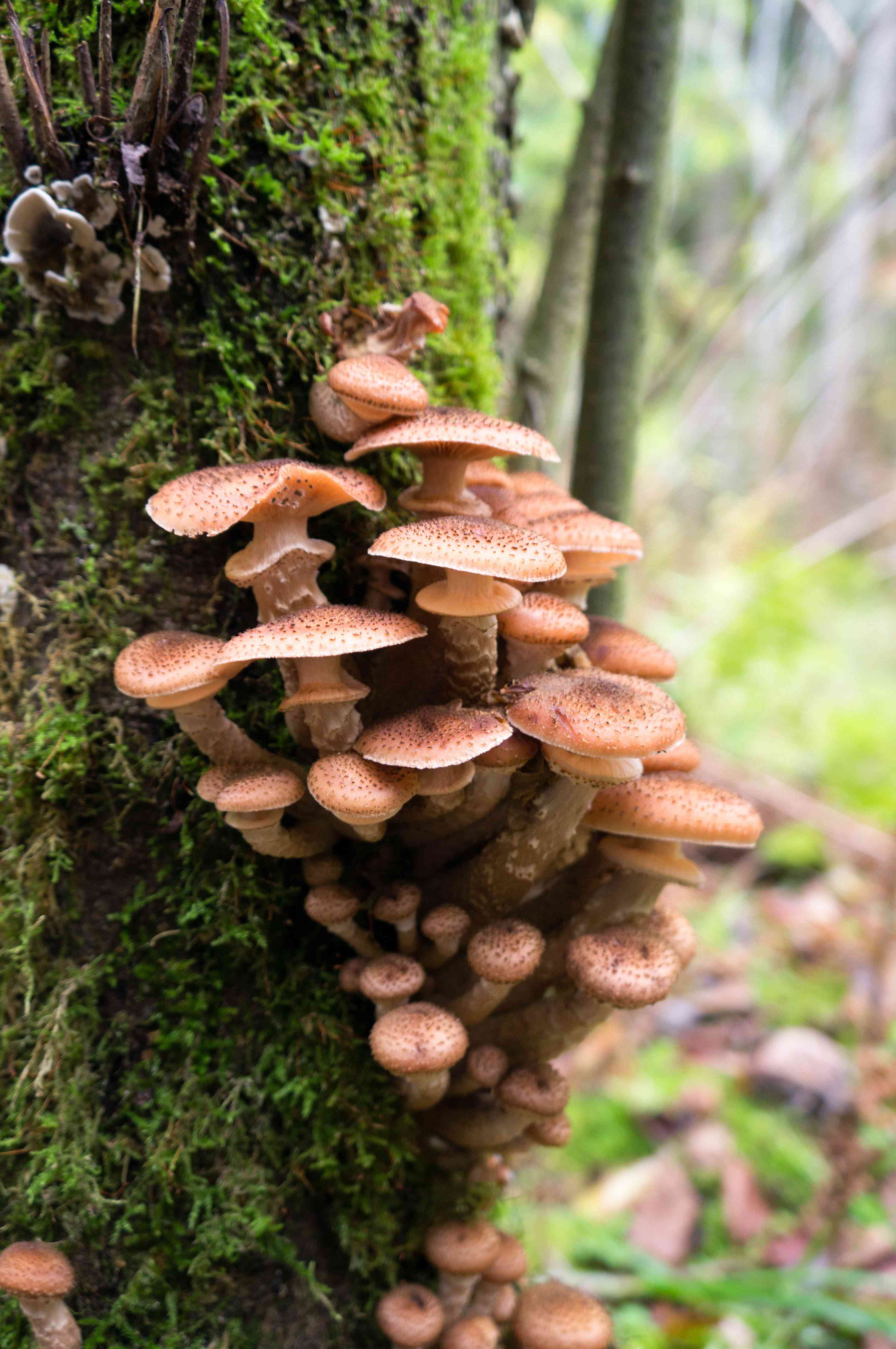 Sognare i funghi: cosa vuol dire?