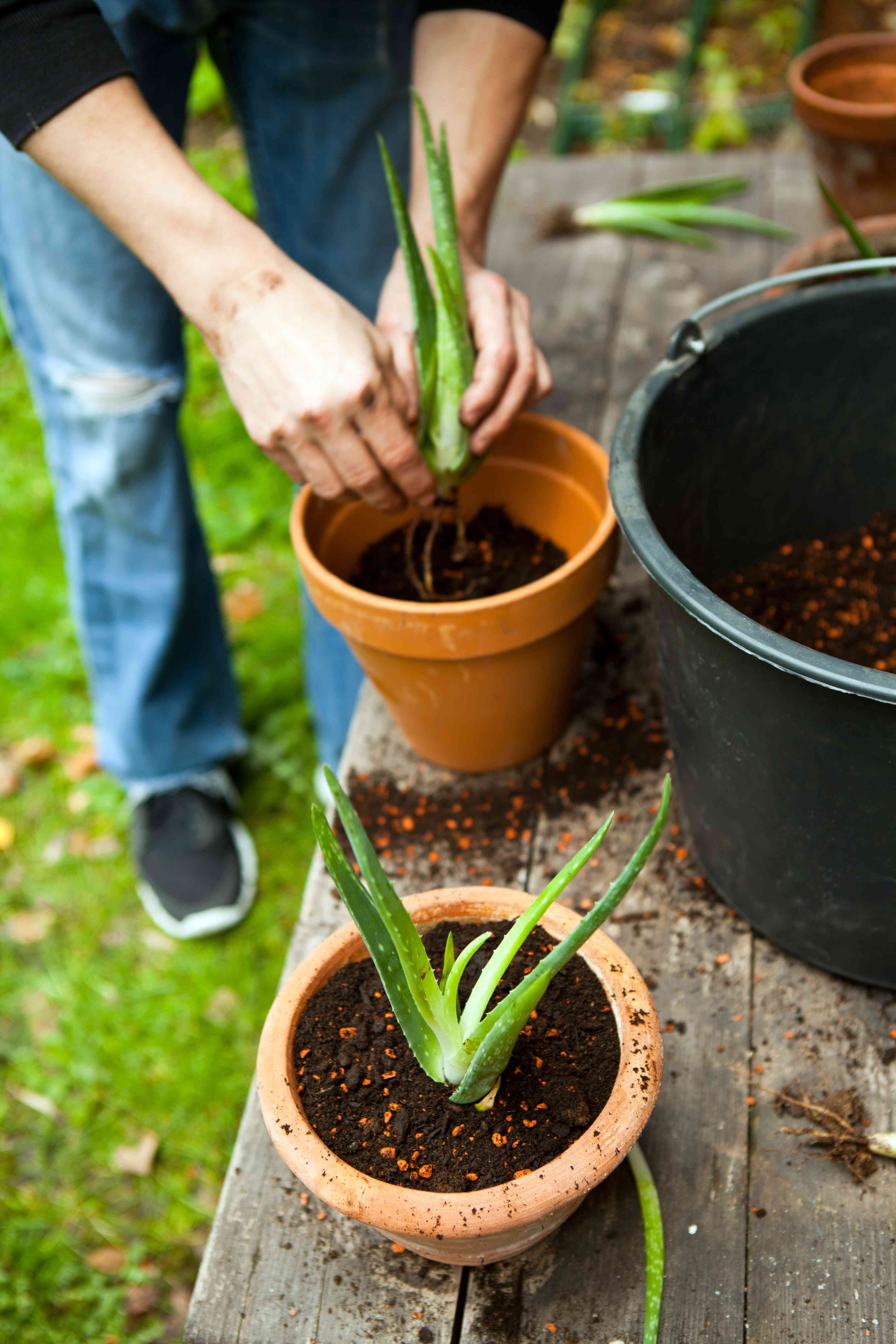 Come coltivare l'aloe vera in casa: attrezzi indispensabili e suggerimenti