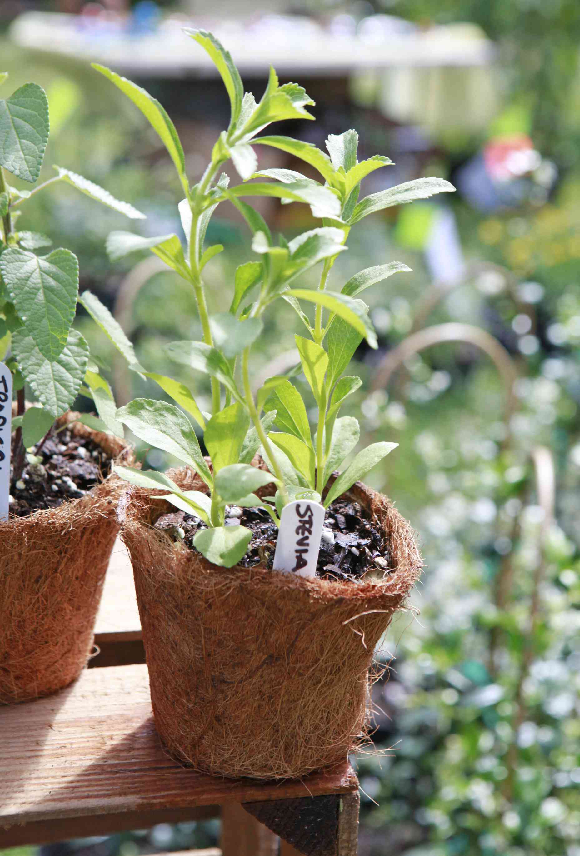 Come coltivare la stevia in casa? Trucchi facili per coltivarla in vaso