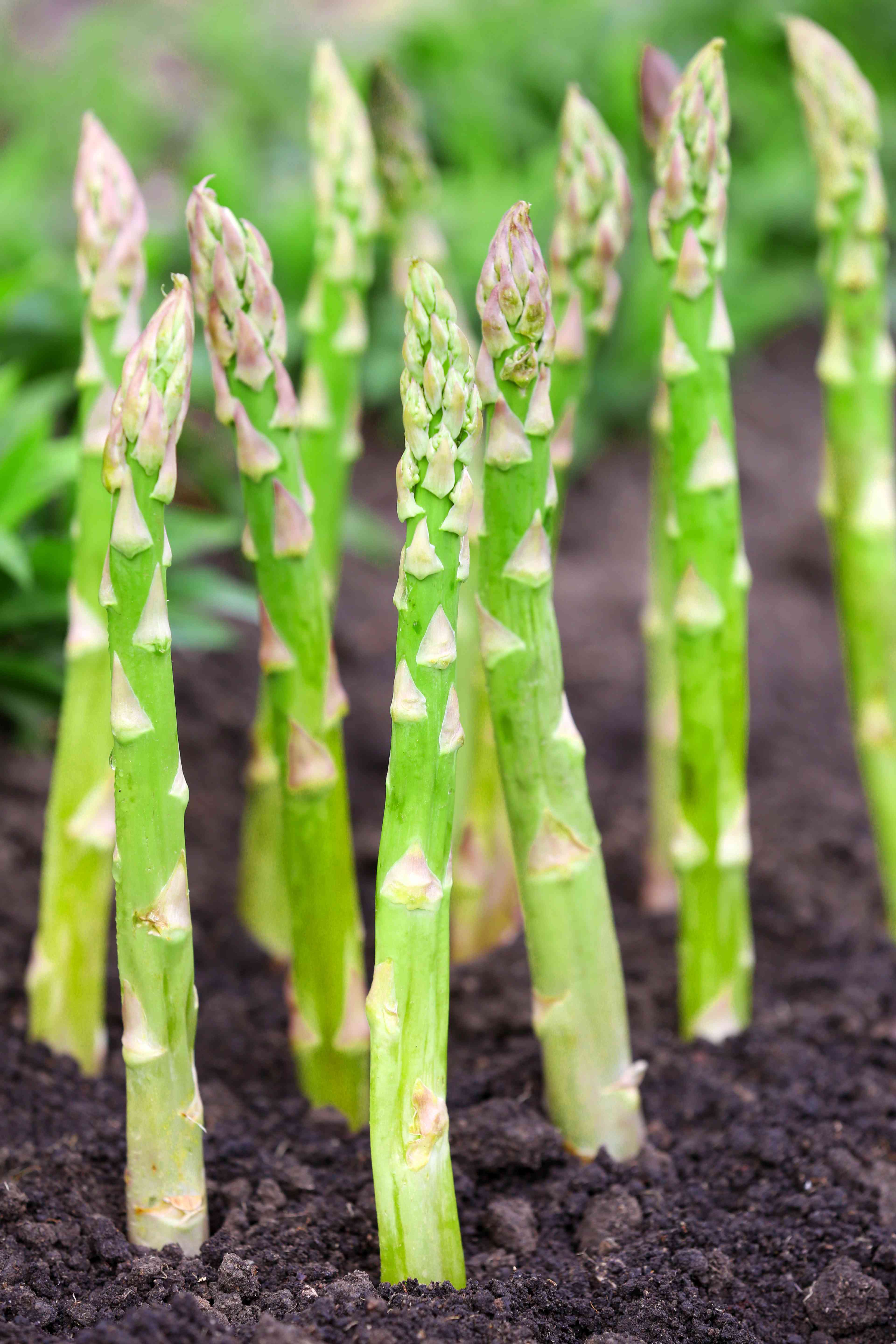 Come coltivare gli asparagi
