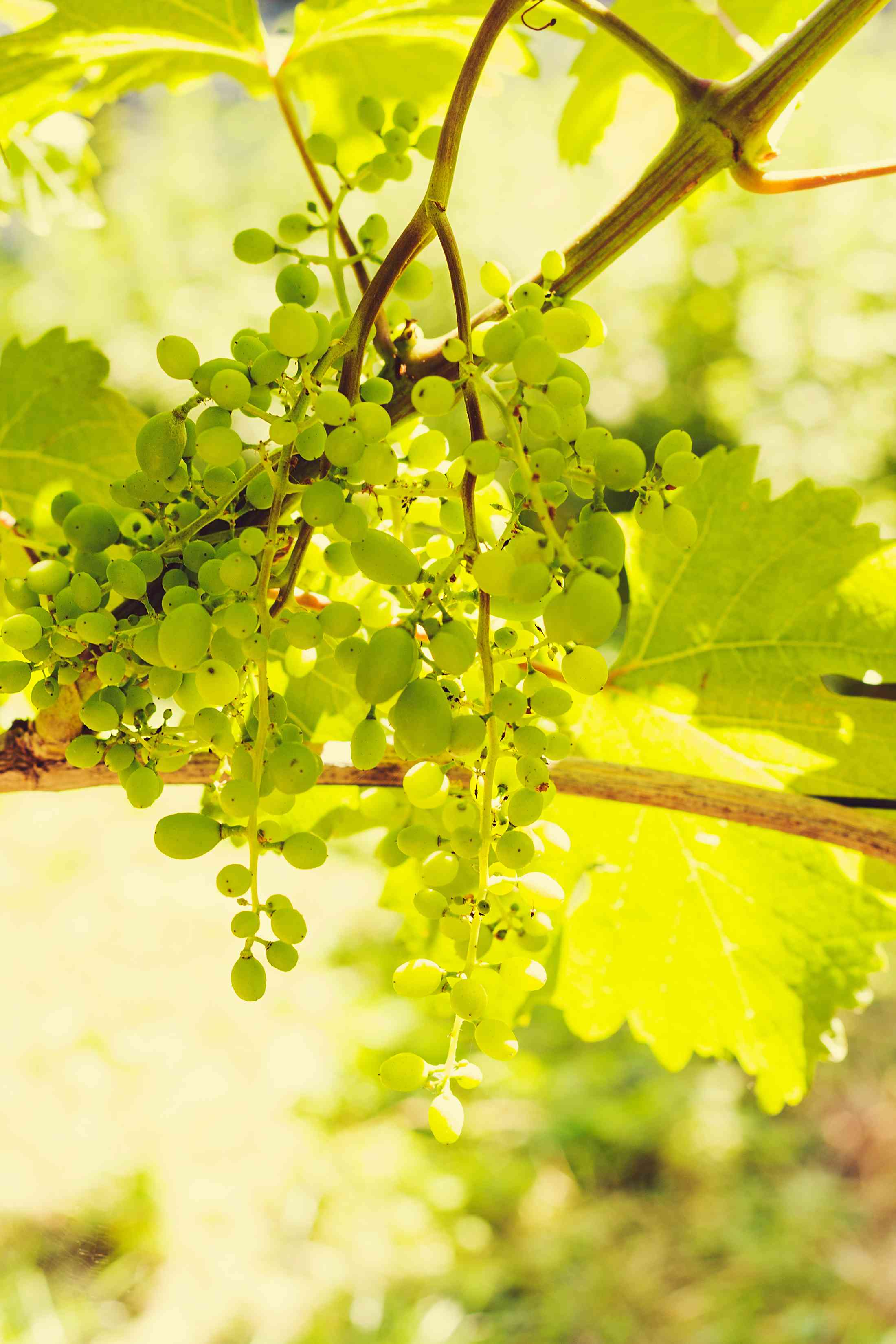 Sognare dell'uva bianca: significato