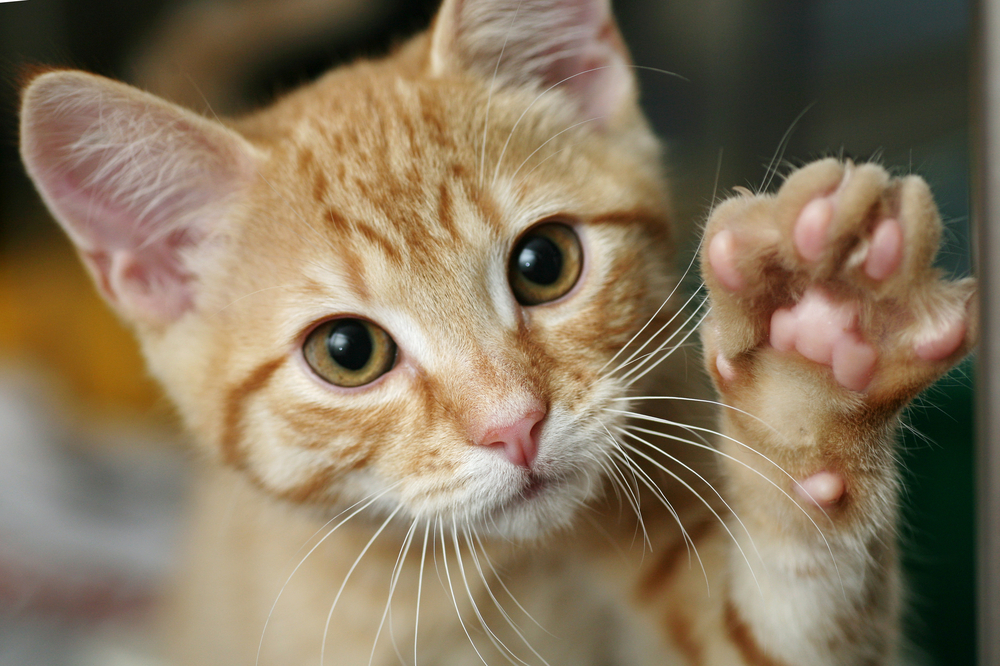 Cibi dannosi per gatti: ecco quali evitare
