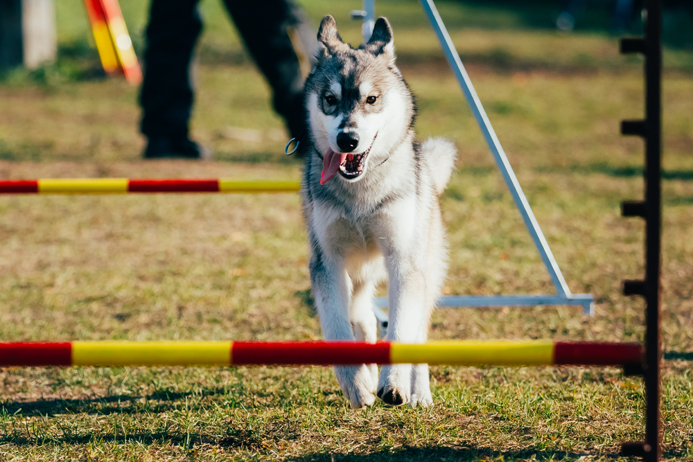 Lo sport giusto per Fido