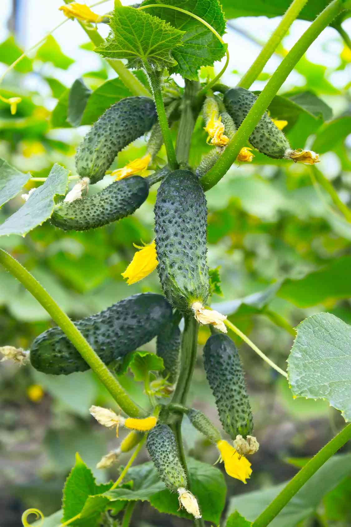 come-coltivare-cetrioli_0.jpg
