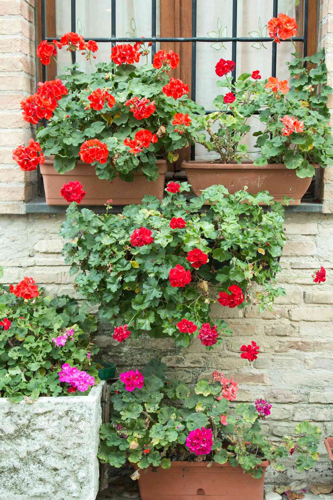 Cosa piantare a marzo sul balcone? Consigli pratici
