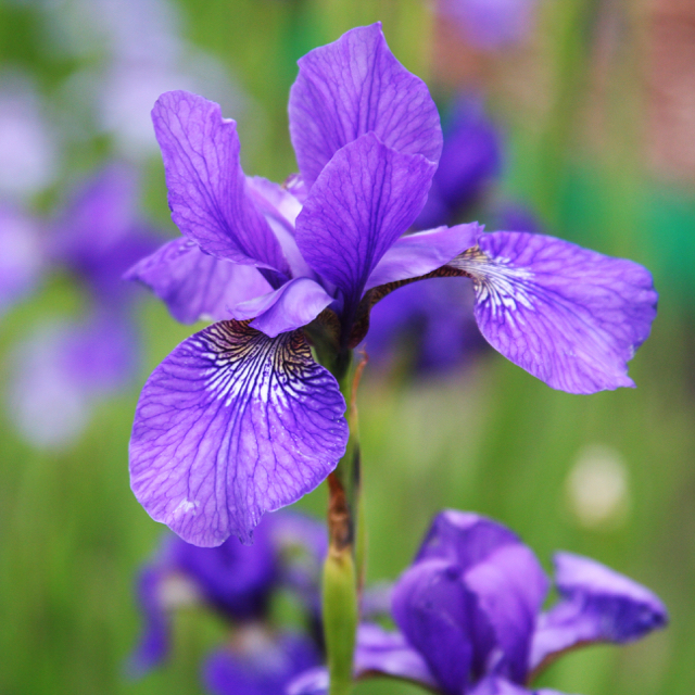 La sbocciatura dei fiori nei parchi più belli d’Italia