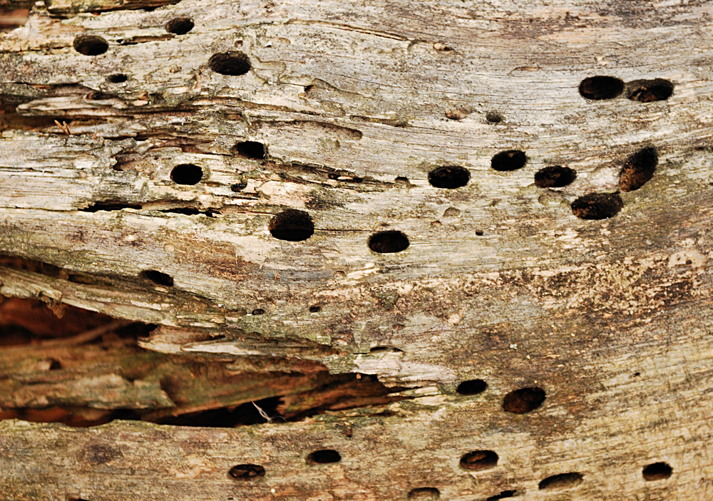 Come eliminare i tarli del legno?