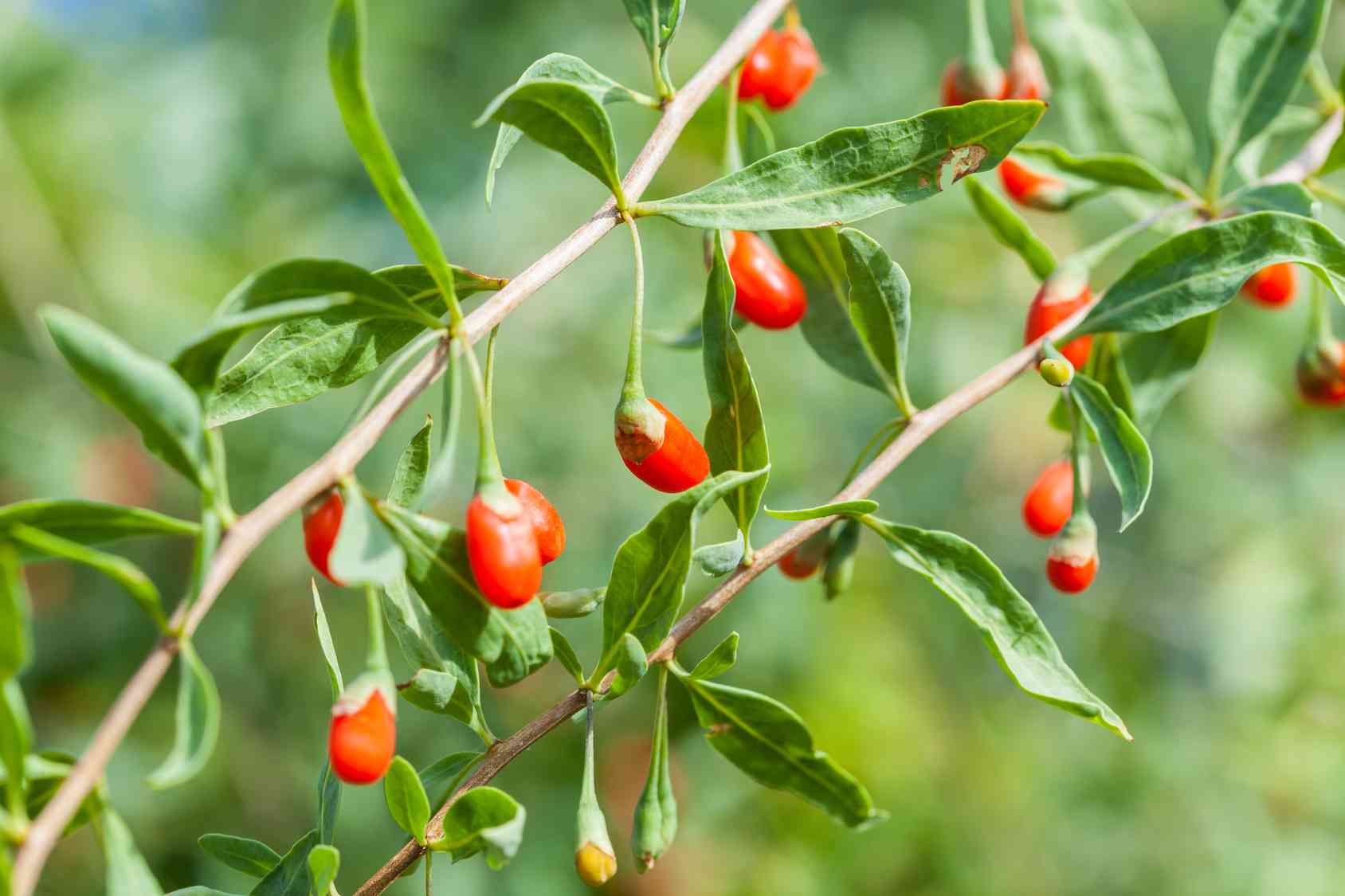 Come coltivare le bacche di goji: guida passo passo