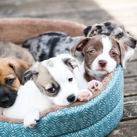 Come capire se la tua cagnolina è pronta per una cucciolata