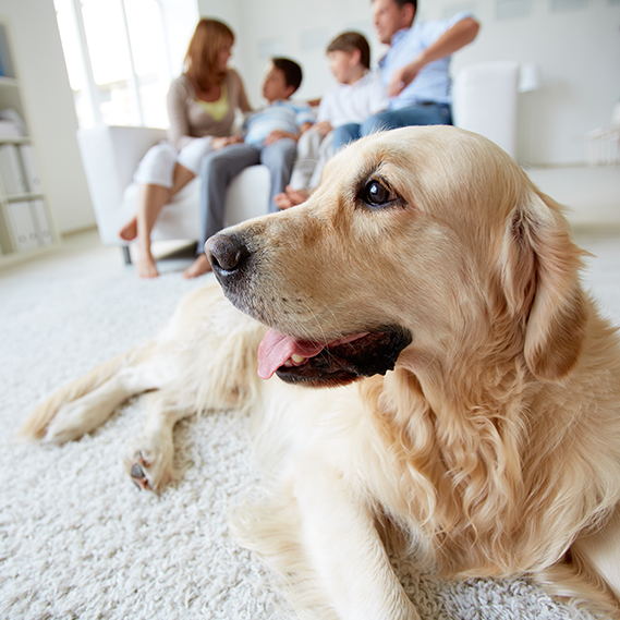 Insegnare al cane a fare i bisogni