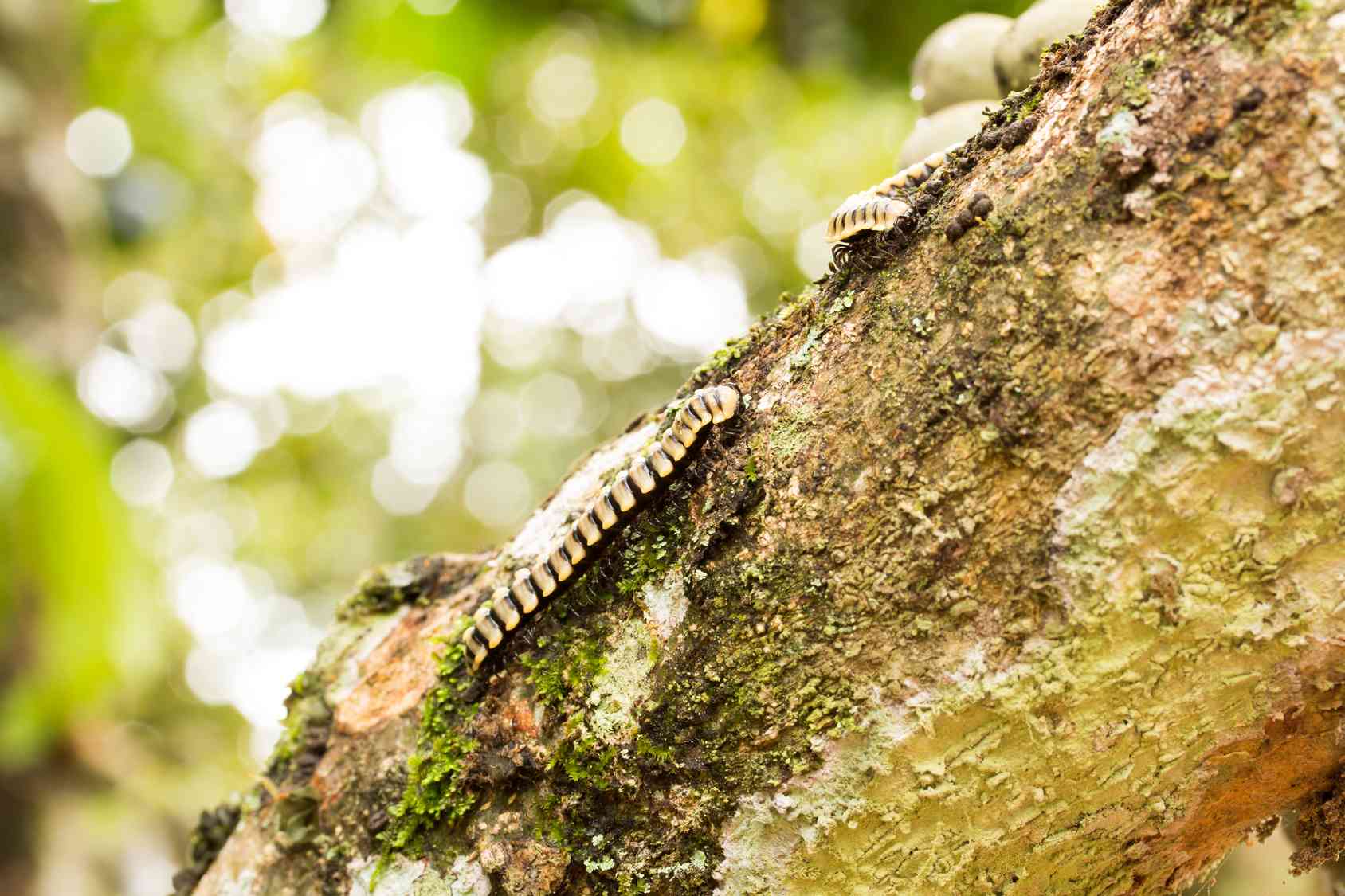 Come eliminare i millepiedi in casa