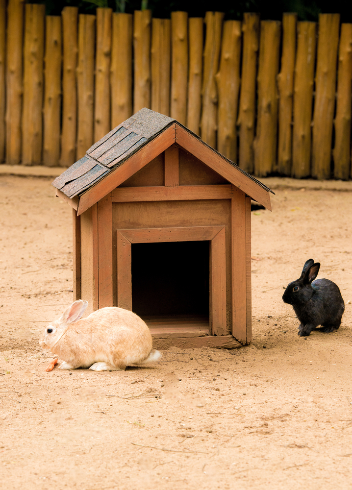 Una casa per Bunny