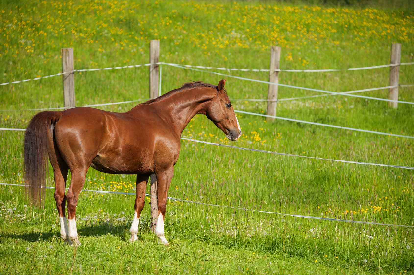 Voglio comprare un cavallo!