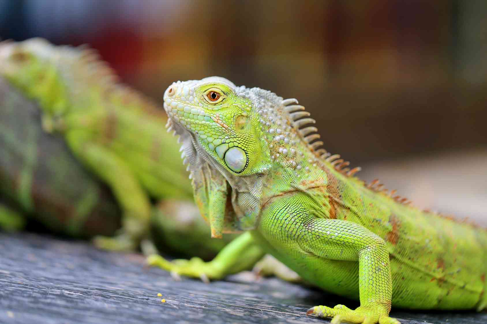 Iguana, fascino tropicale