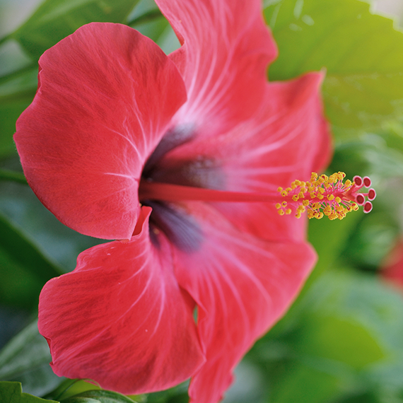 Ibisco, i consigli per coltivare la pianta in casa